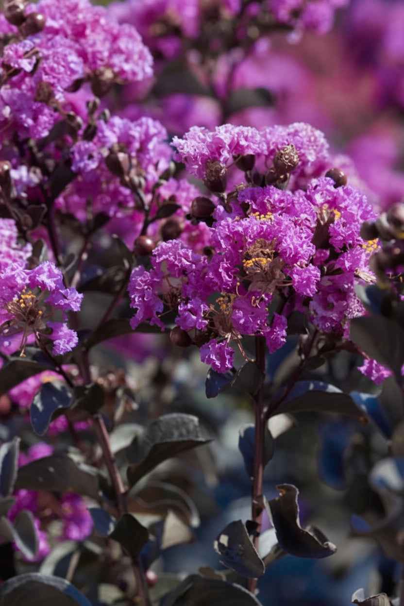 Kínai selyemmirtusz - Lagerstroemia indica 'Black Diamond Purely Purple'
