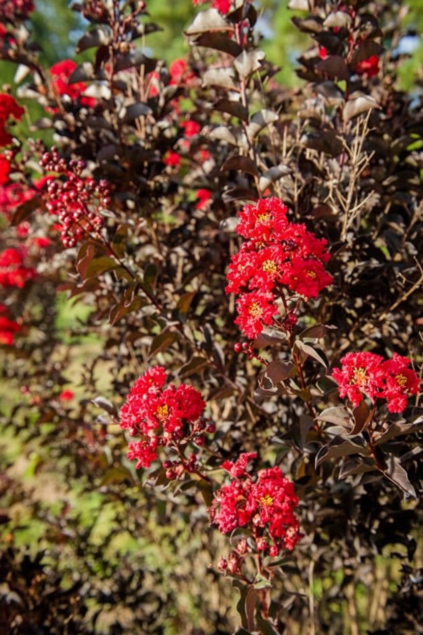 Kínai selyemmirtusz - Lagerstroemia indica 'Black Diamond Red Hot'