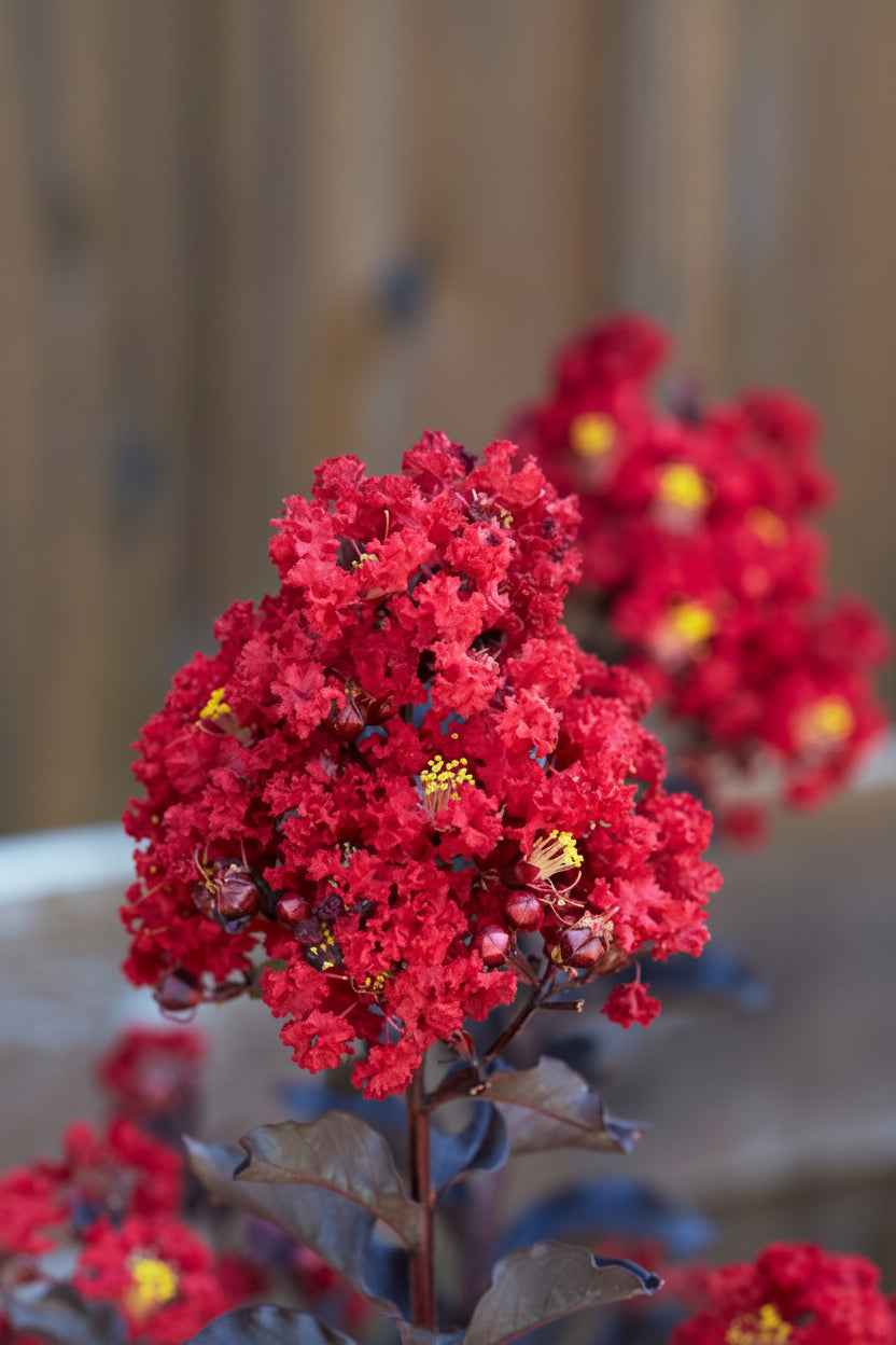 Kínai selyemmirtusz - Lagerstroemia indica 'Black Diamond Red Hot'