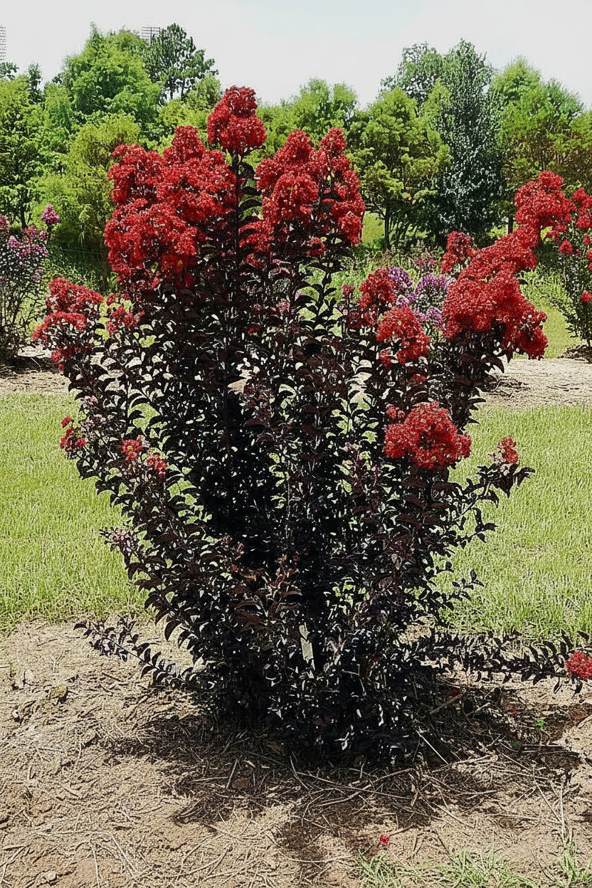 Kínai selyemmirtusz - Lagerstroemia indica 'Black Diamond Red Hot'
