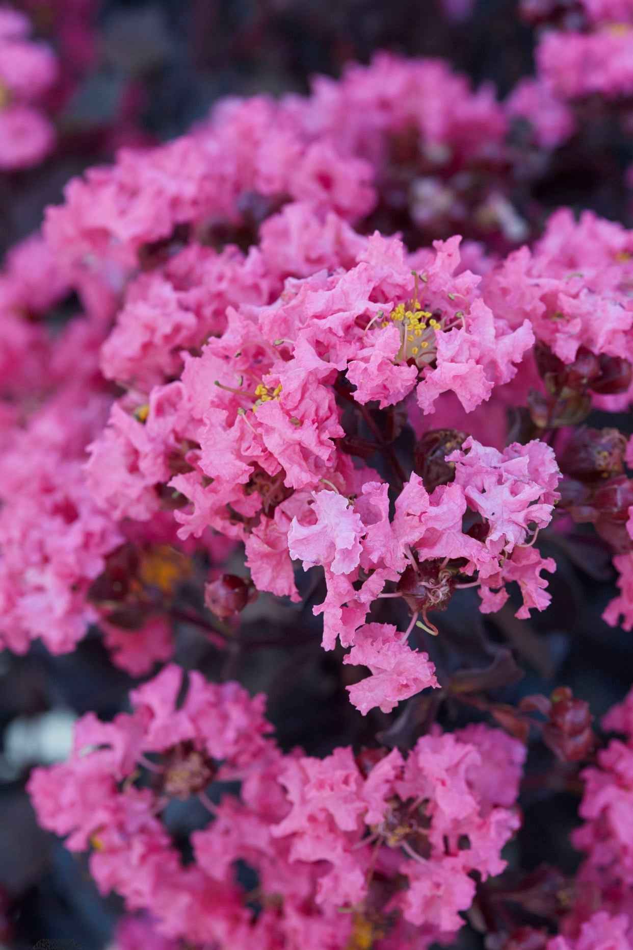 Kínai selyemmirtusz - Lagerstroemia indica 'Black Diamond Shell Pink'