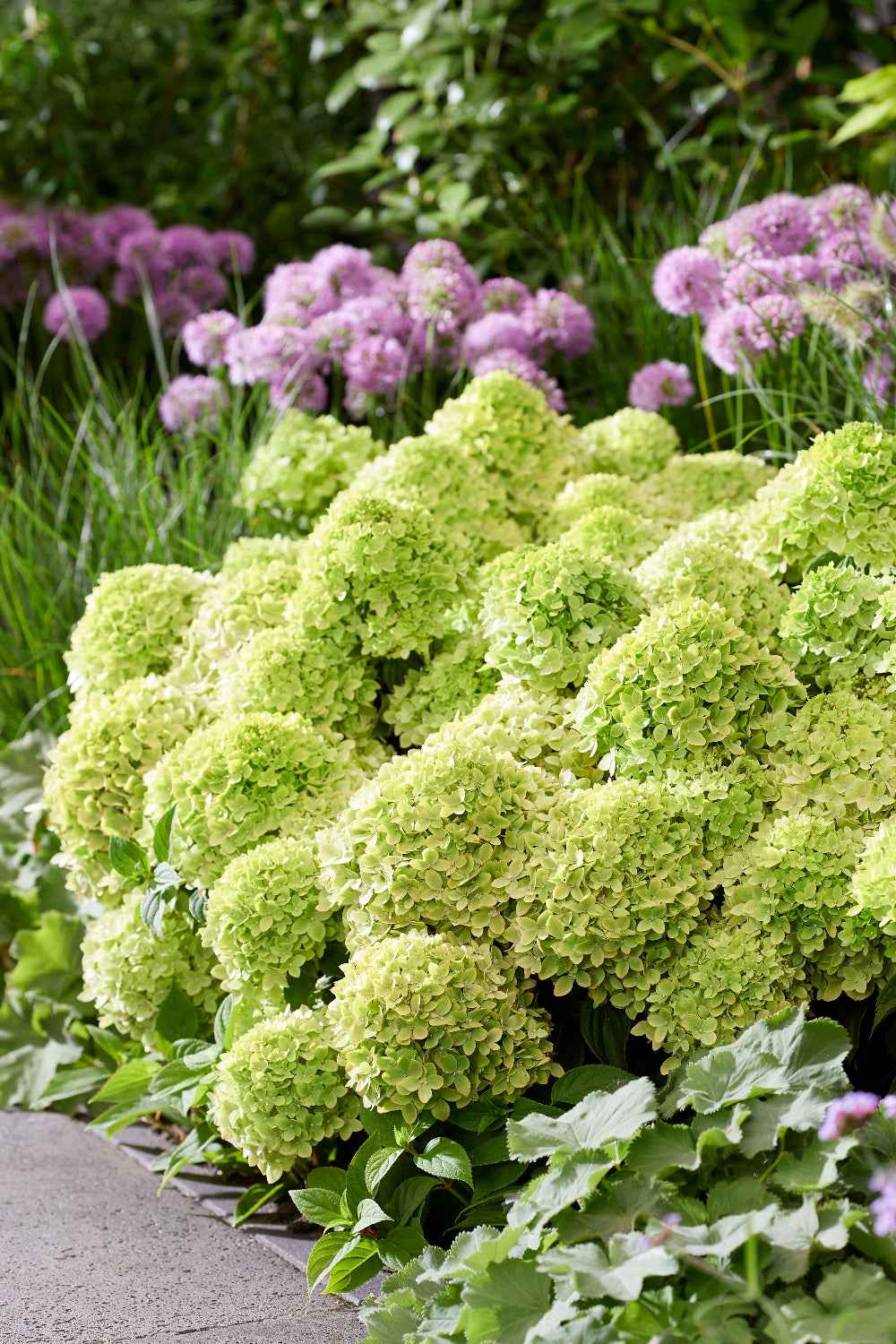 Hydrangea paniculata 'Living Little Apple®'