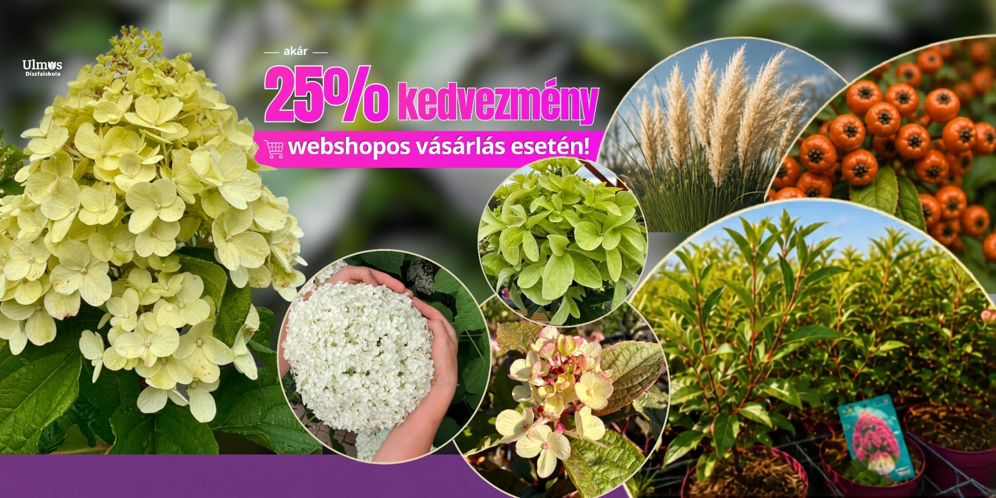 Ulmus 7