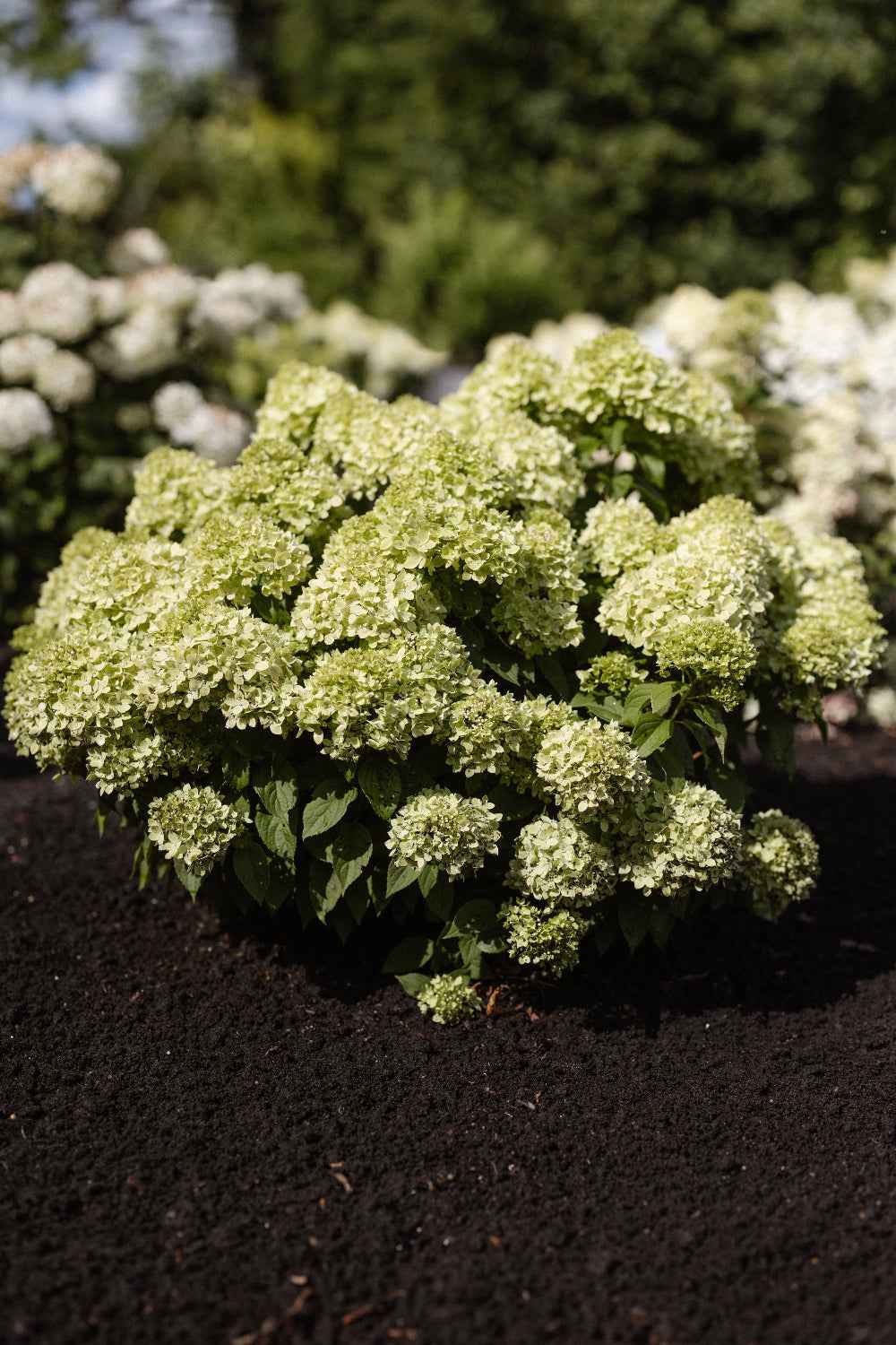 Hydrangea paniculata 'Living Little Apple®'