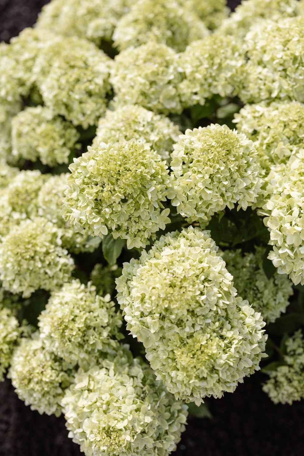 Hydrangea paniculata 'Living Little Apple®'