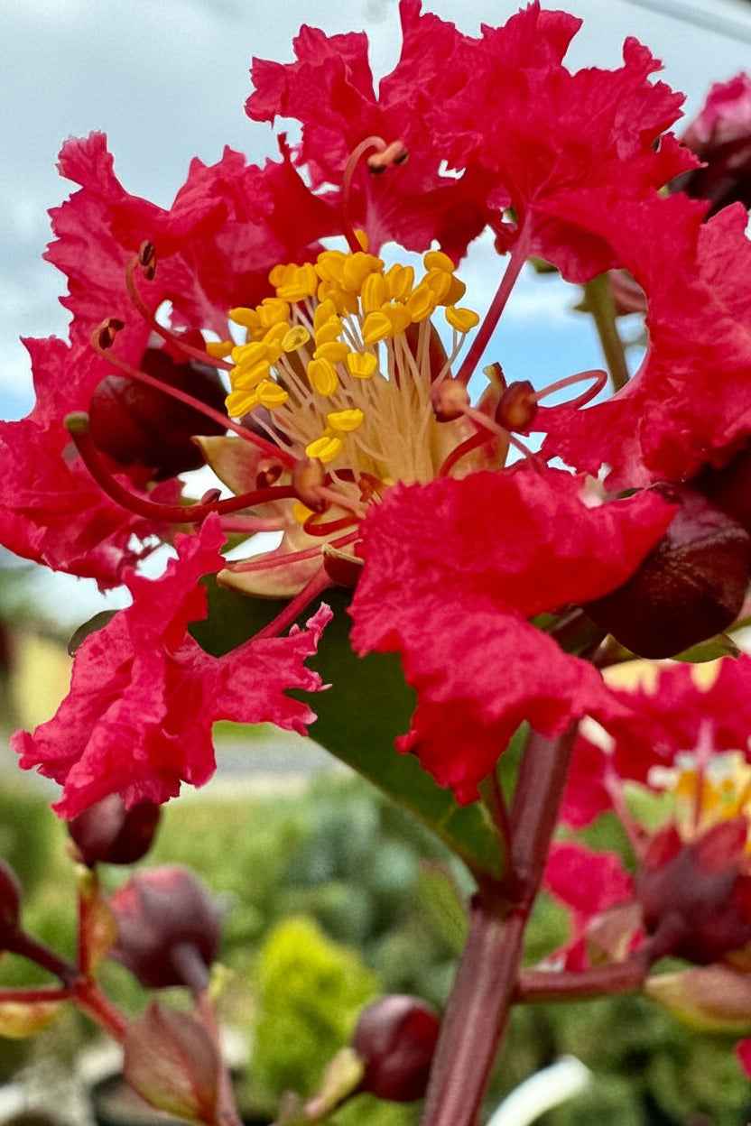 Kínai selyemmirtusz - Lagerstroemia indica 'Red Rocket'
