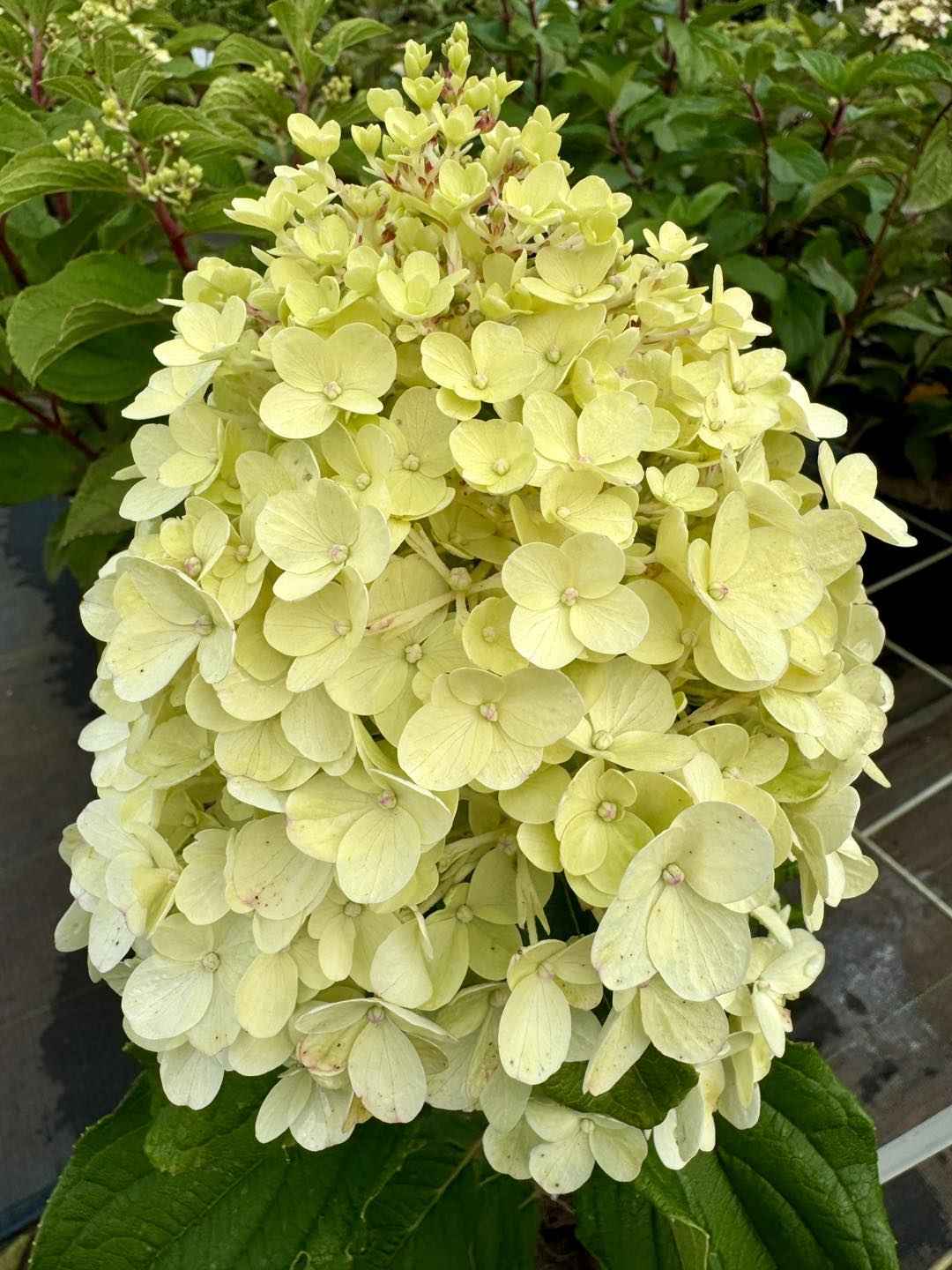 Hortenzia Bugás - Hydrangea paniculata "Hercules"