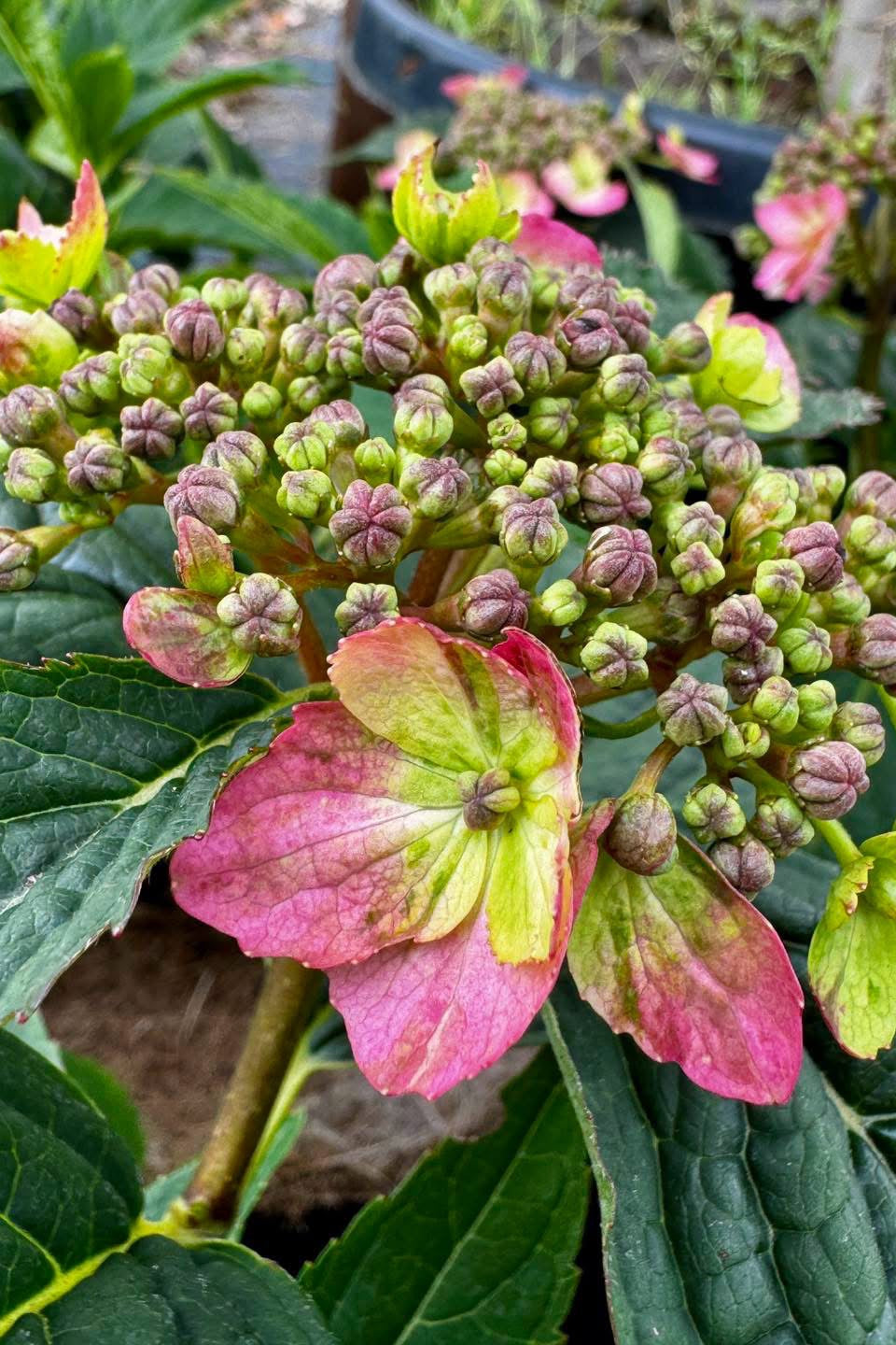 Fűrészeslevelű hortenzia – Hydrangea serrata ‘Magic Pillow'