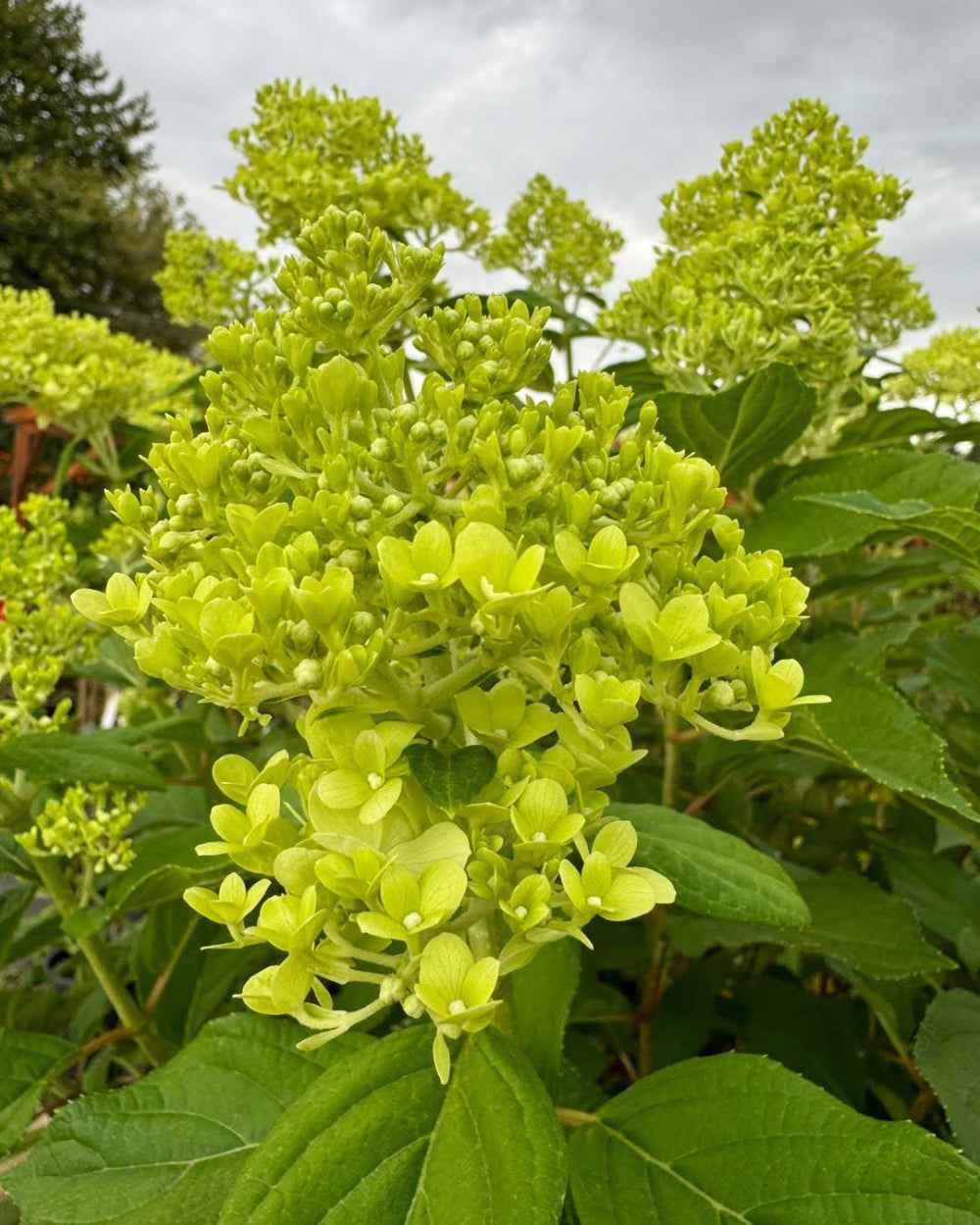 Bugás Hortenzia - Hydrangea paniculata 'Limelight'