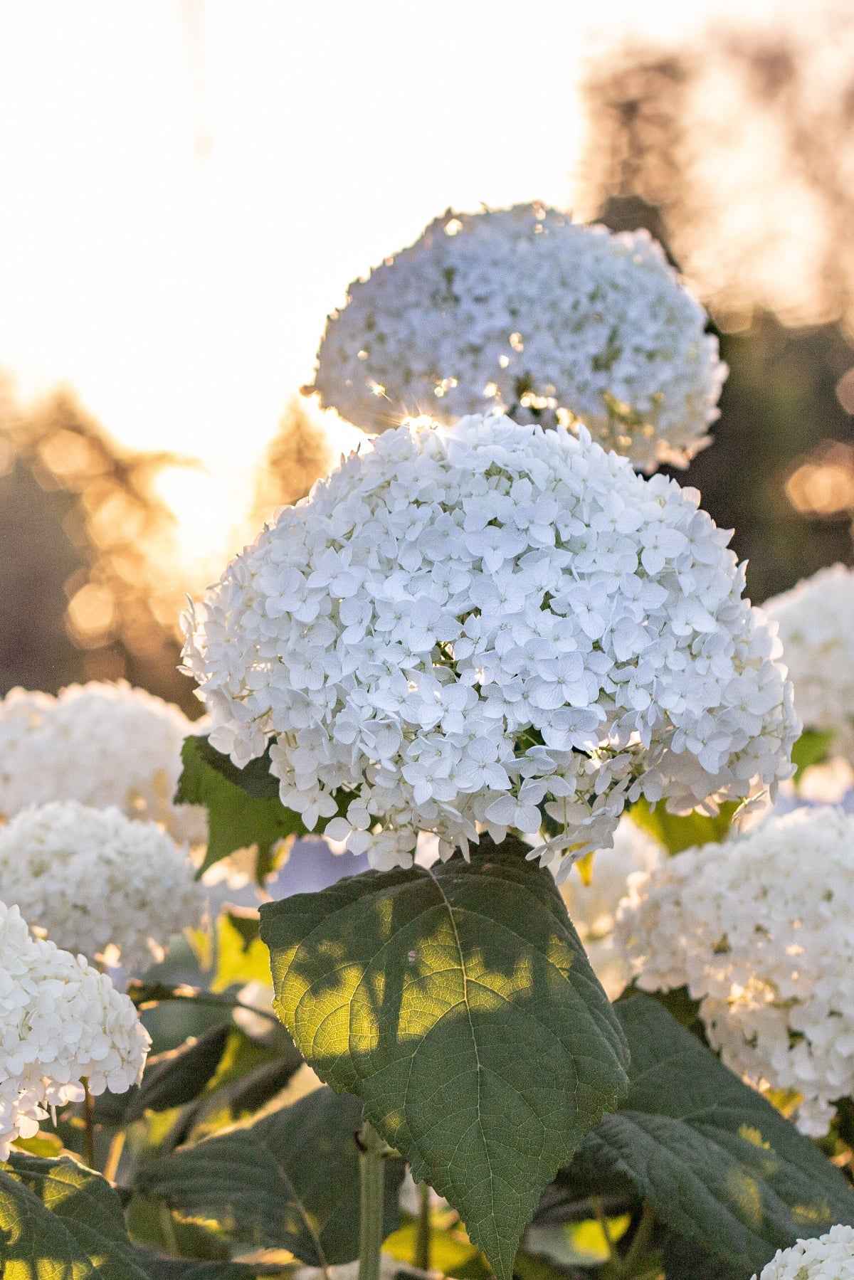 Hortenzia cserjés - Hydrangea arborescens "Annabelle"