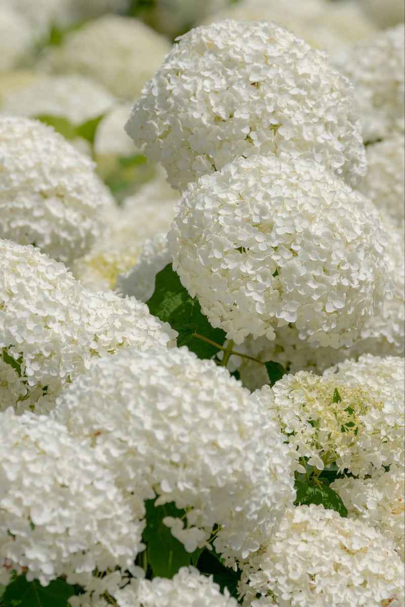 Hortenzia cserjés - Hydrangea arborescens "Annabelle"