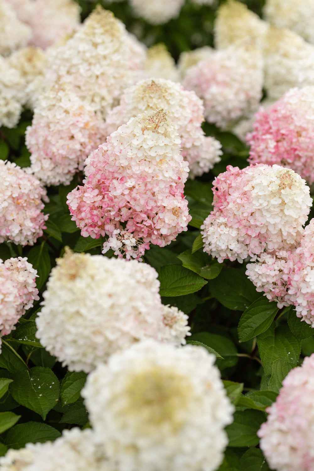 Hydrangea paniculata 'Living Colourful Cocktail®'
