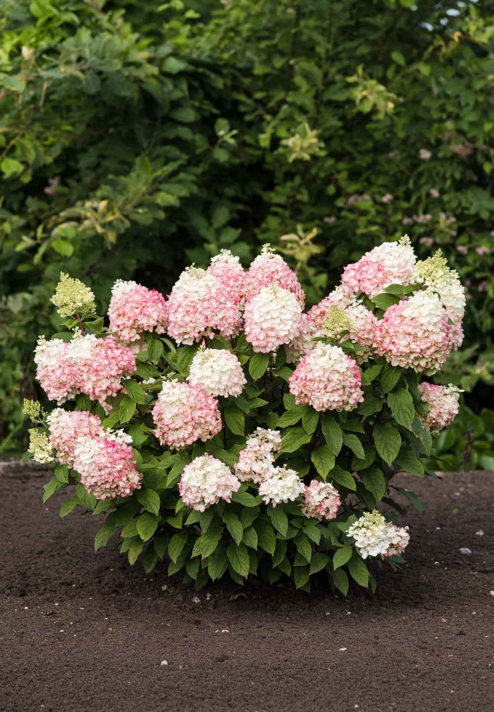 Hydrangea paniculata 'Living Colourful Cocktail®'