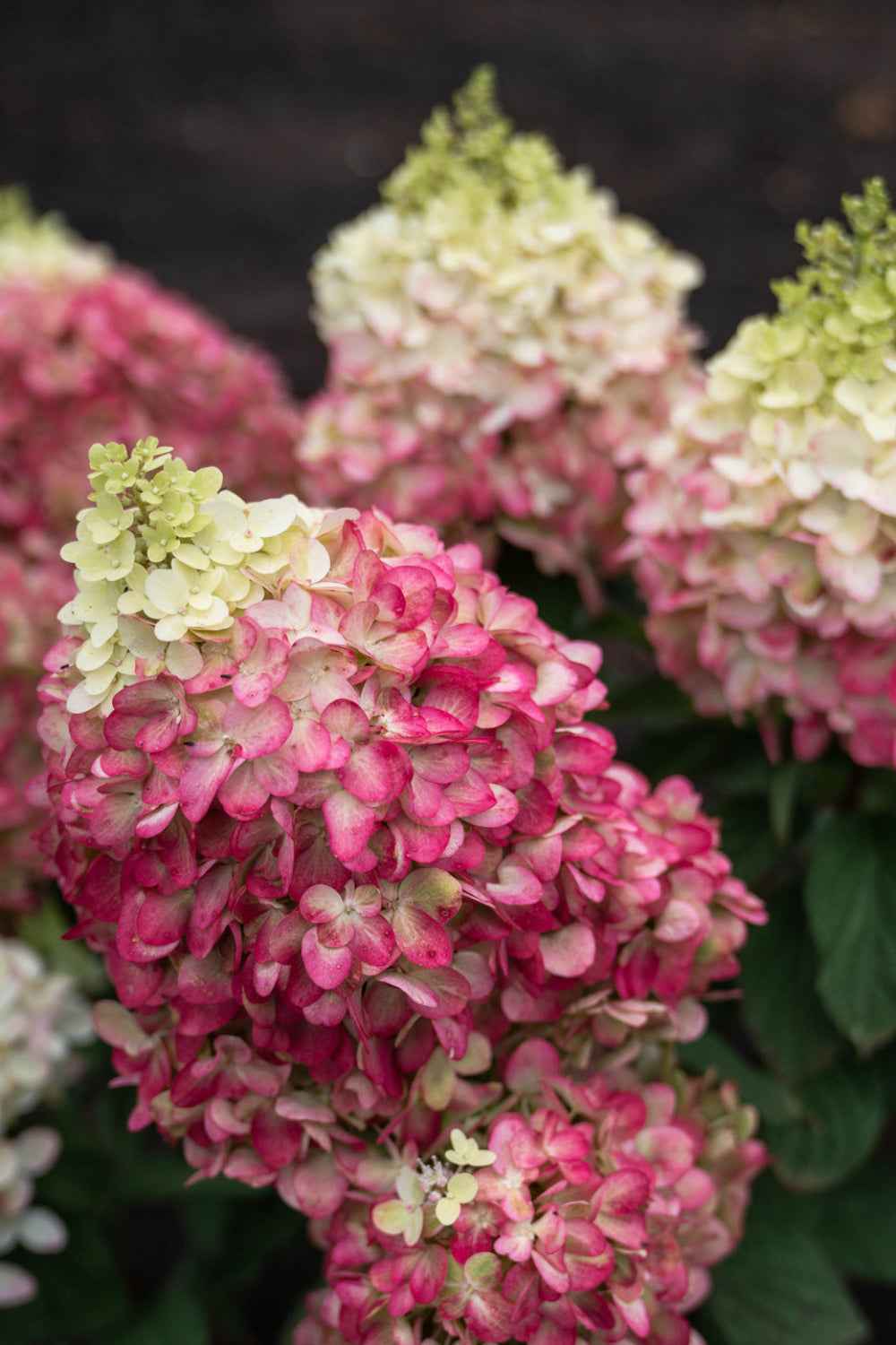 Hydrangea paniculata 'Living Colourful Cocktail®'