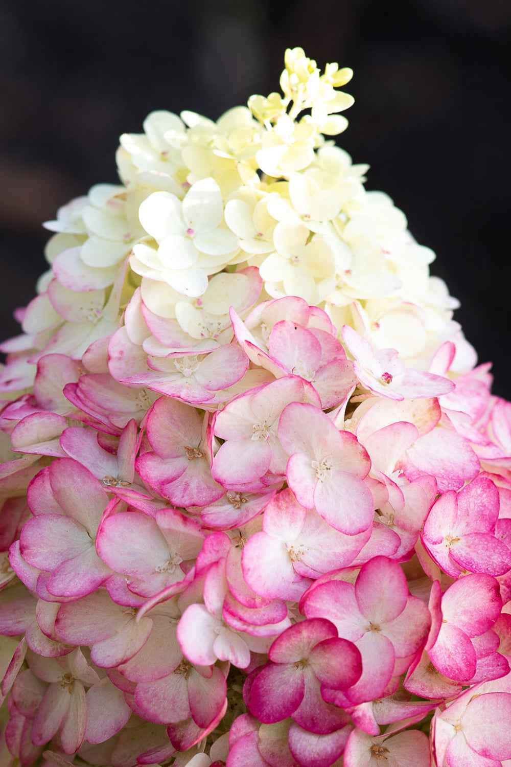 Hydrangea paniculata 'Living Colourful Cocktail®'