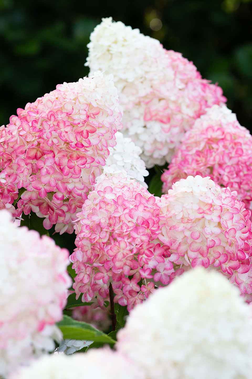 Hydrangea paniculata 'Living Pink & Rose®'