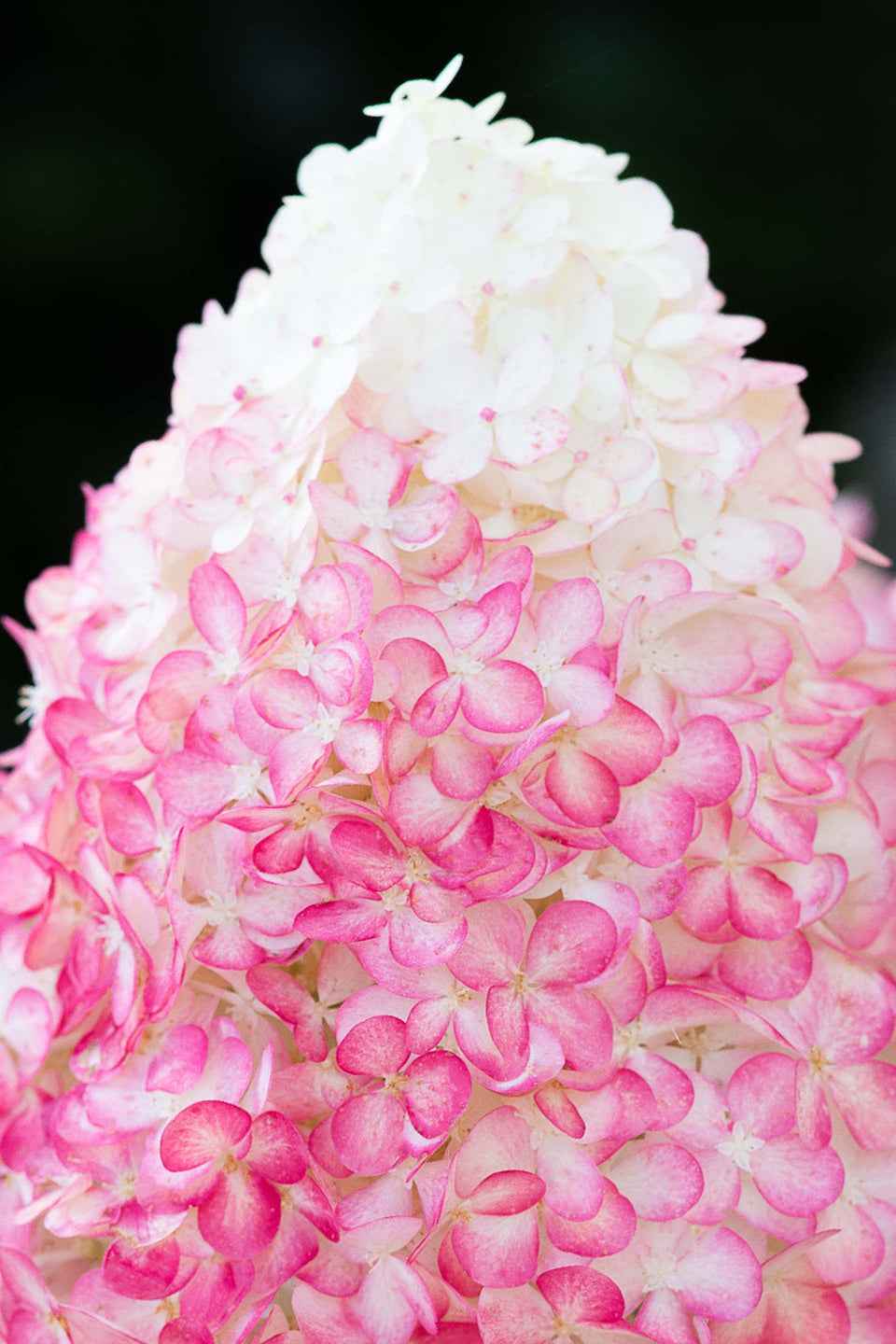 Hydrangea paniculata 'Living Pink & Rose®'