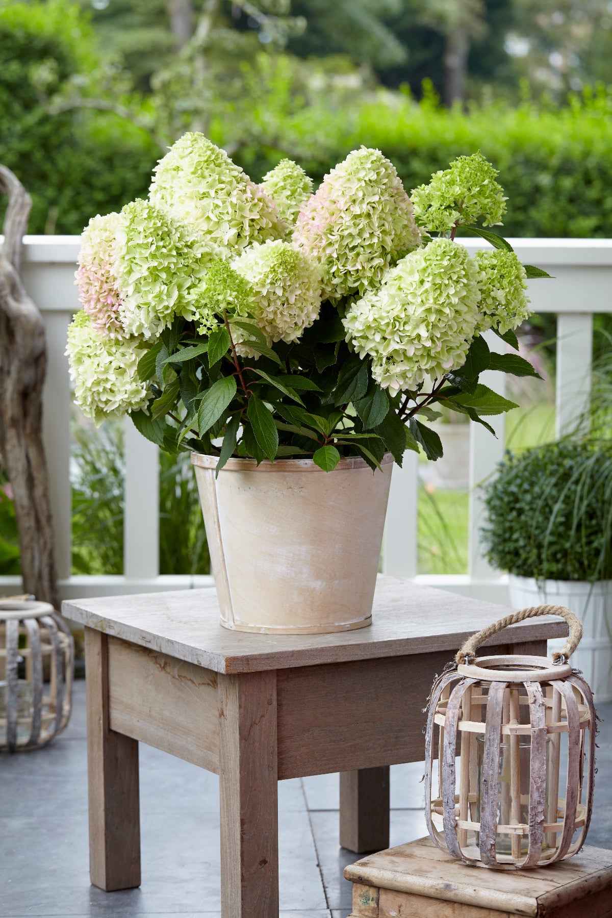 Hortenzia Bugás - Hydrangea paniculata "Little Fresco"