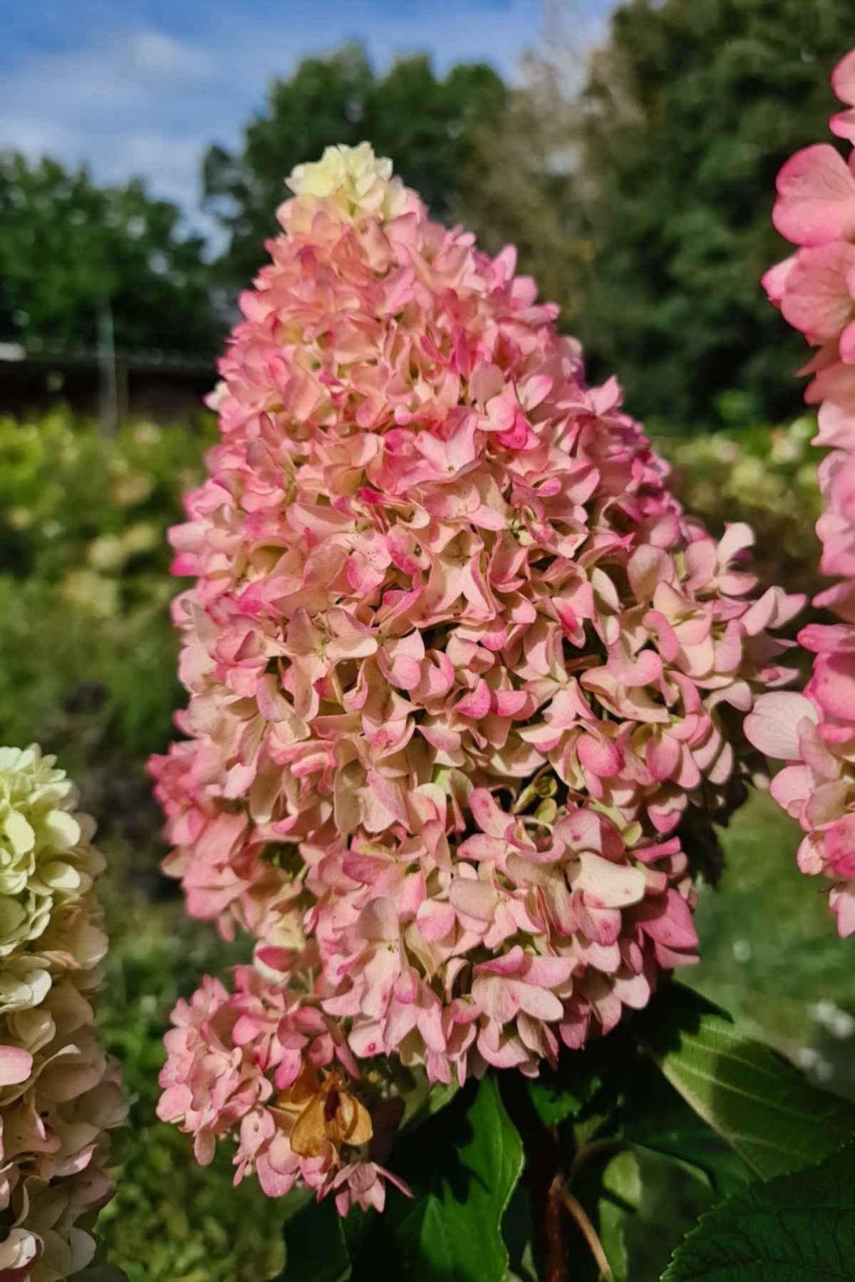 Hortenzia Bugás - Hydrangea paniculata "Little Fresco"