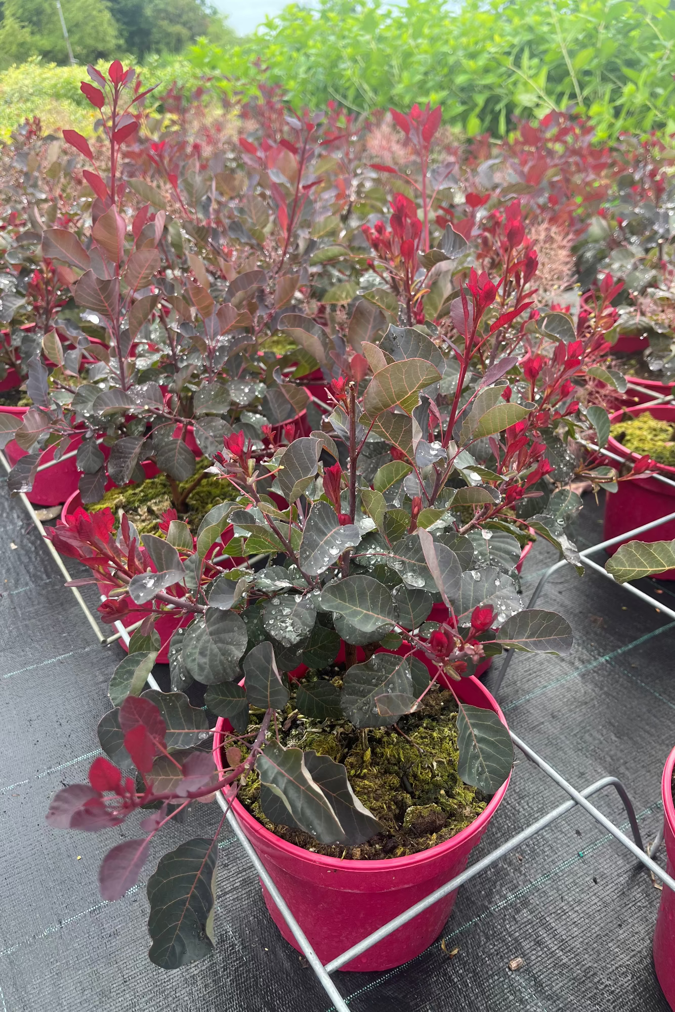 Cotinus coggygria ‘Dusky Maiden’ – Cserszömörce