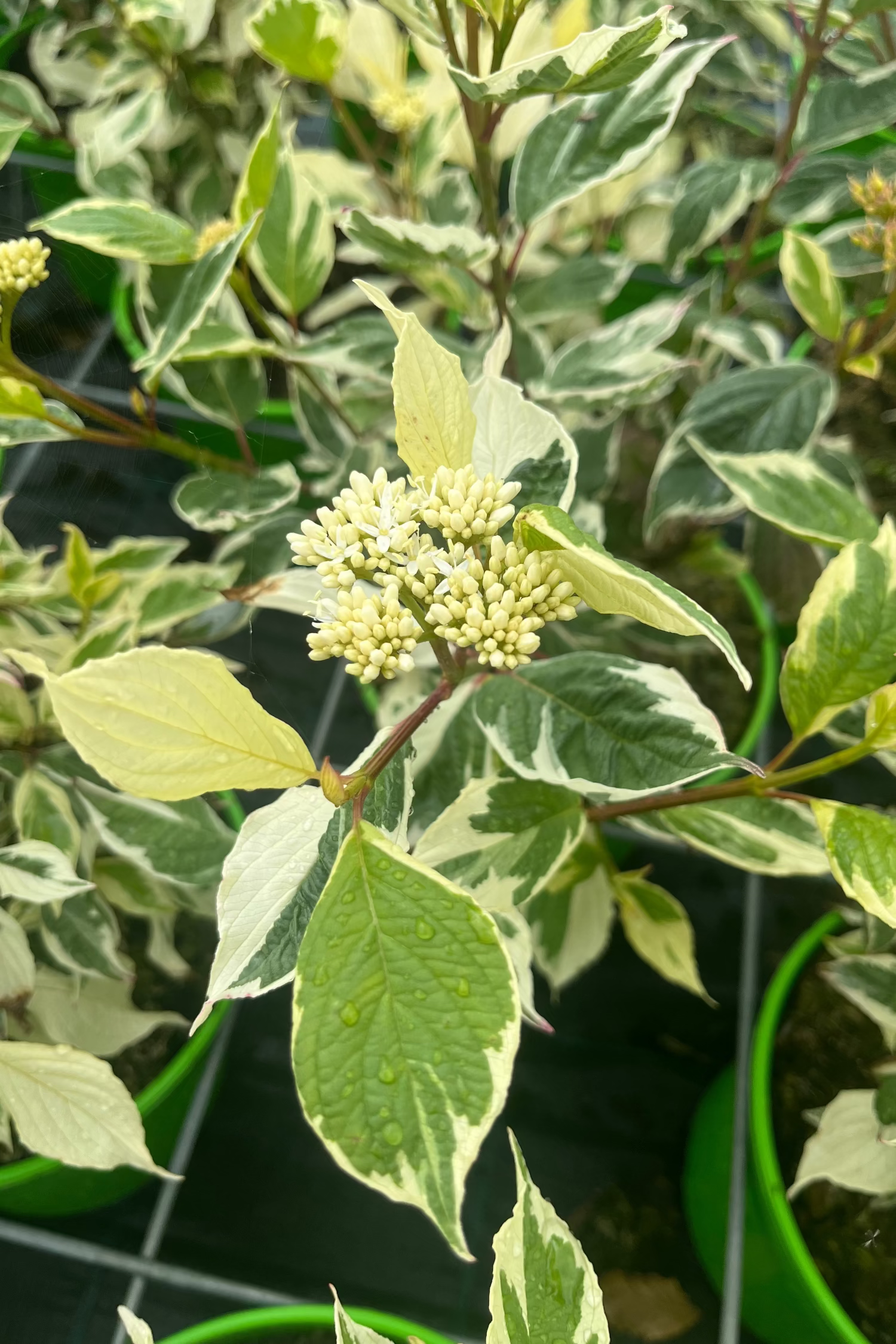 Cornus alba 'Sibirica Variegata' - Fehértarka som