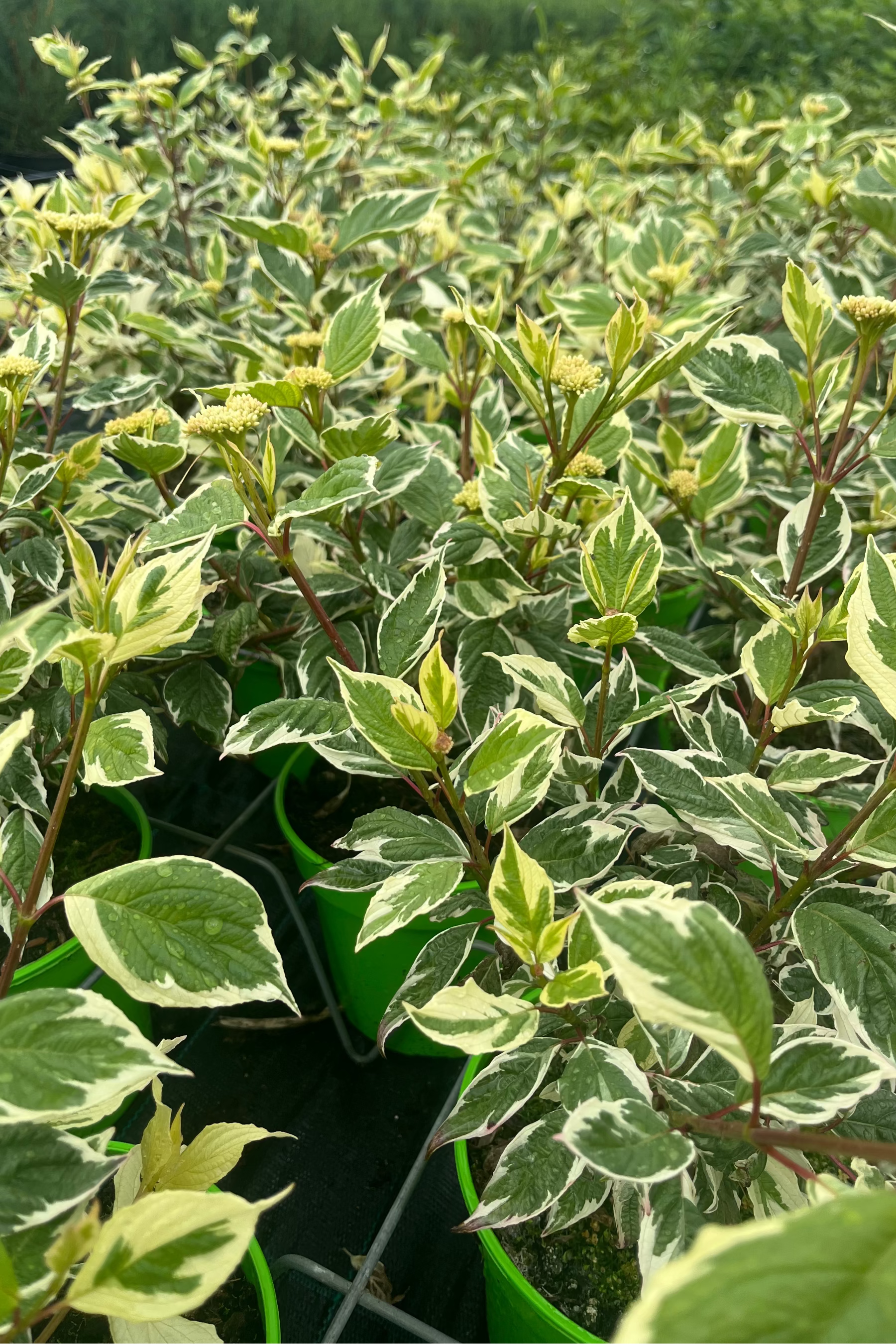 Cornus alba 'Sibirica Variegata' - Fehértarka som