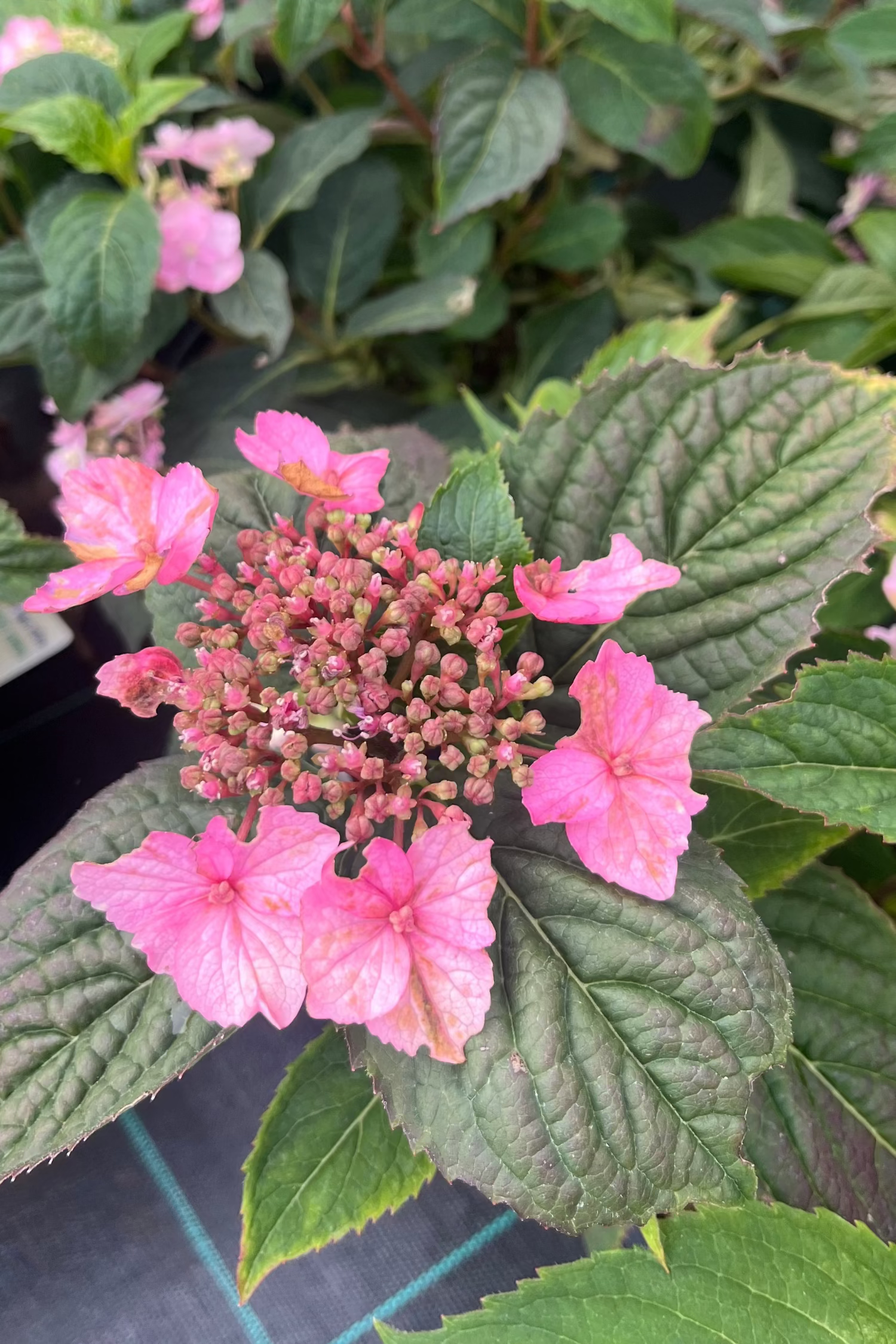 Fűrészeslevelű hortenzia – Hydrangea serrata ‘Magic Pillow'