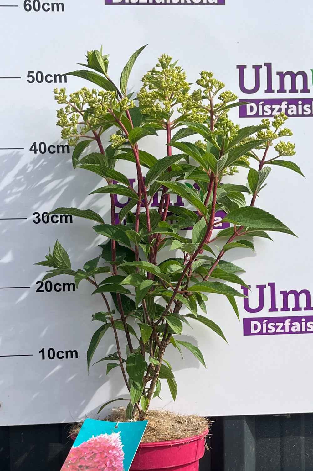Hortenzia bugás - Hydrangea paniculata. 'Petite Flori'
