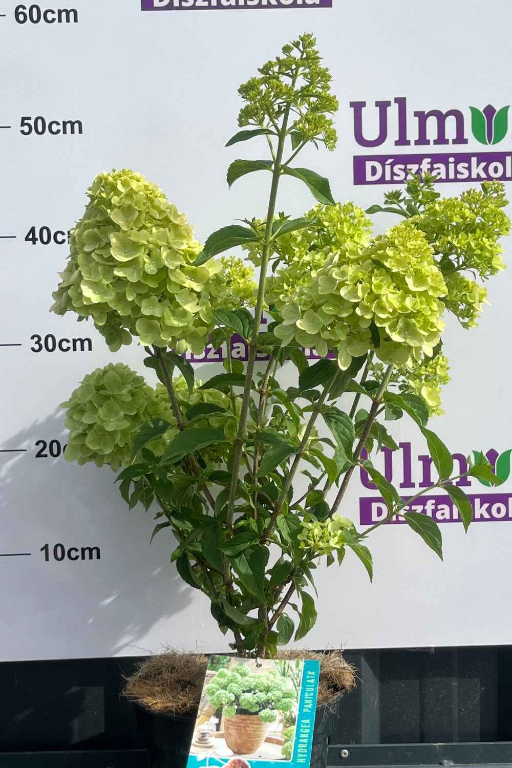 Hortenzia bugás - Hydrangea paniculata 'Petite Cherry'