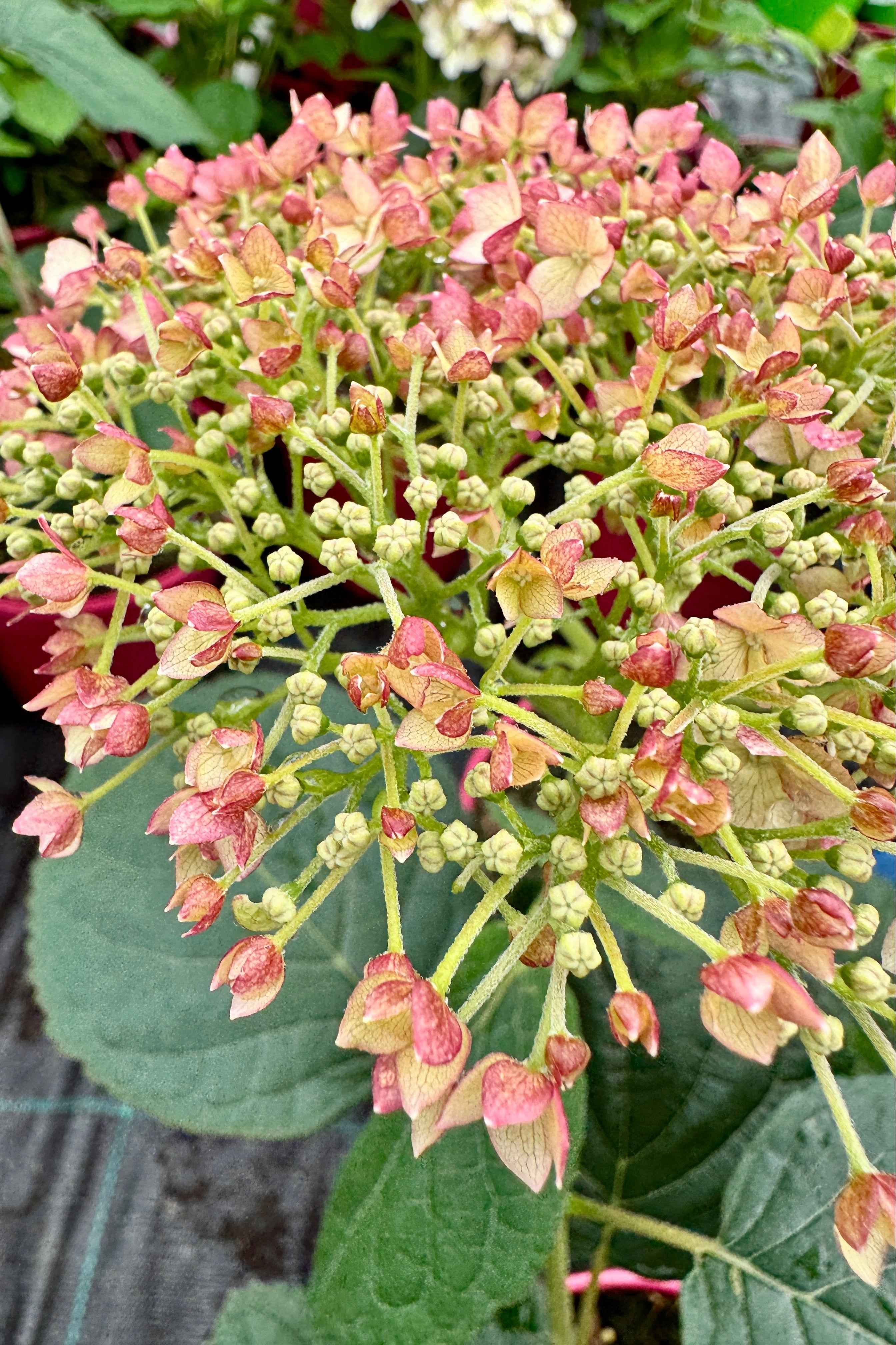 Hortenzia cserjés - Hydrangea arborescens "Ruby Annabelle"