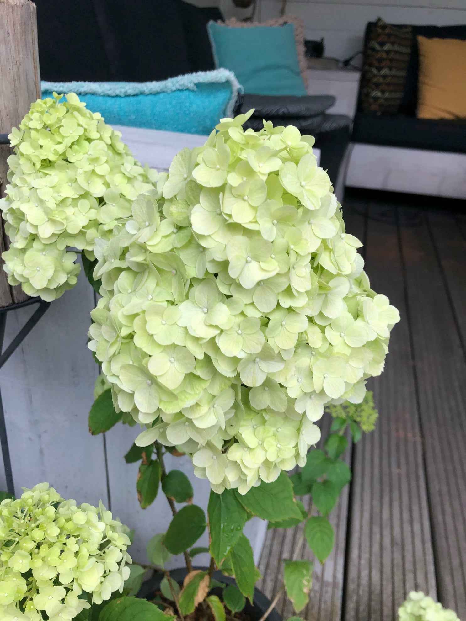 Hortenzia Bugás - Hydrangea paniculata "Petite Cherry"