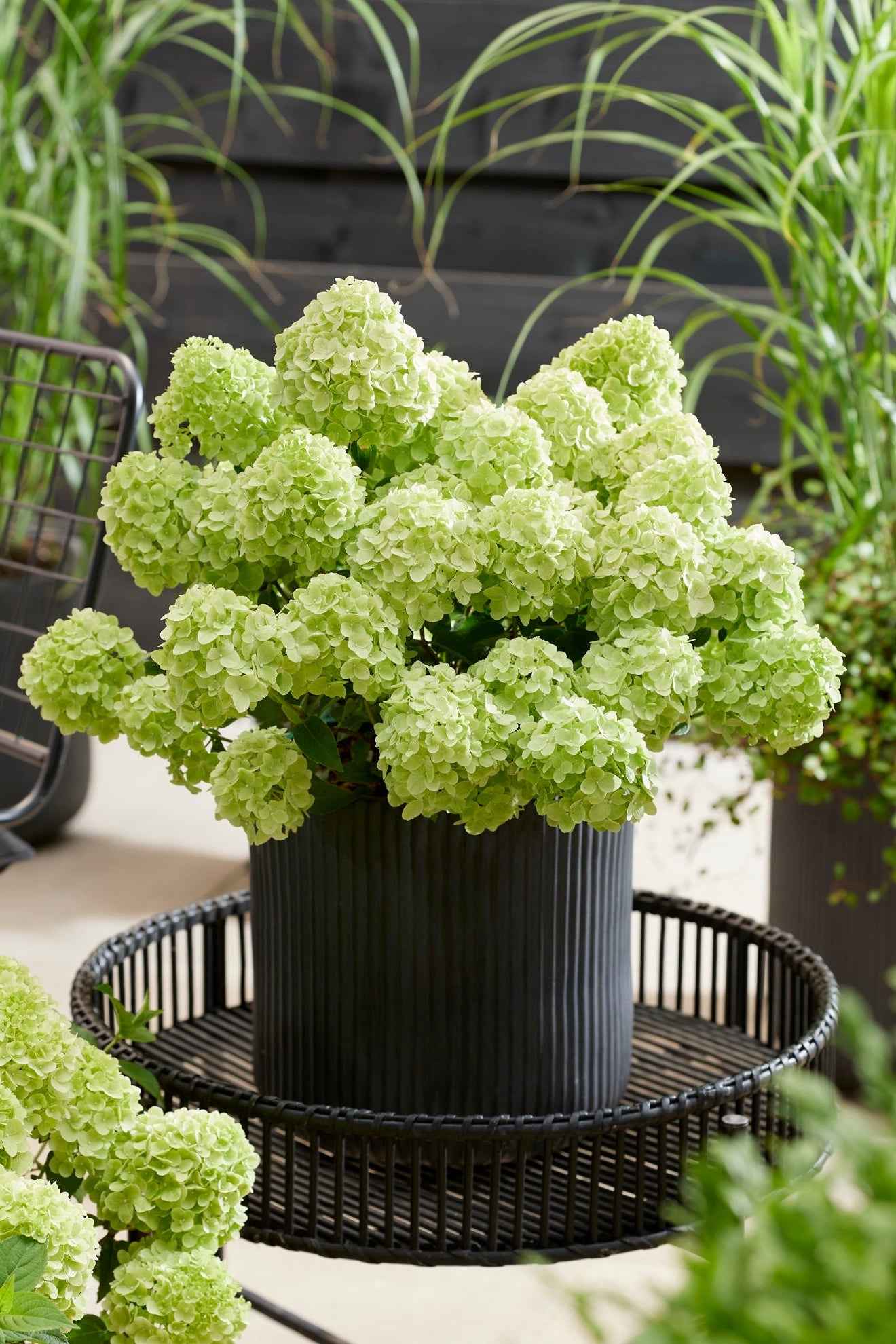 Hortenzia Bugás - Hydrangea paniculata "Petite Cherry"