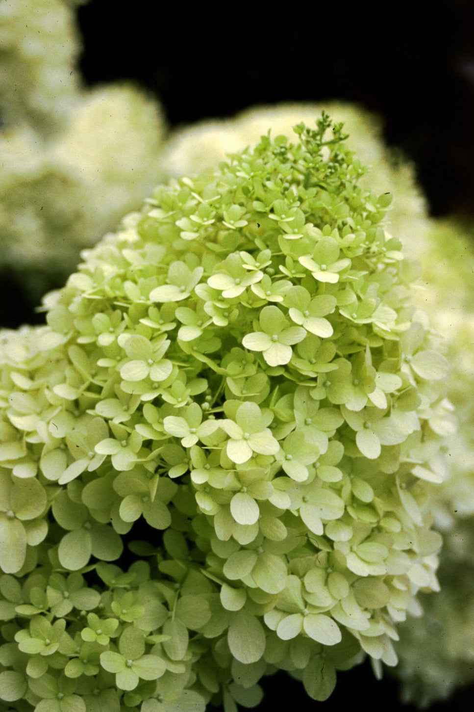 Bugás Hortenzia - Hydrangea paniculata 'Limelight'
