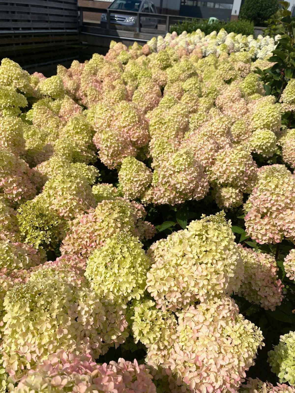 Hortenzia Bugás - Hydangea paniculata. "Petite Flori"