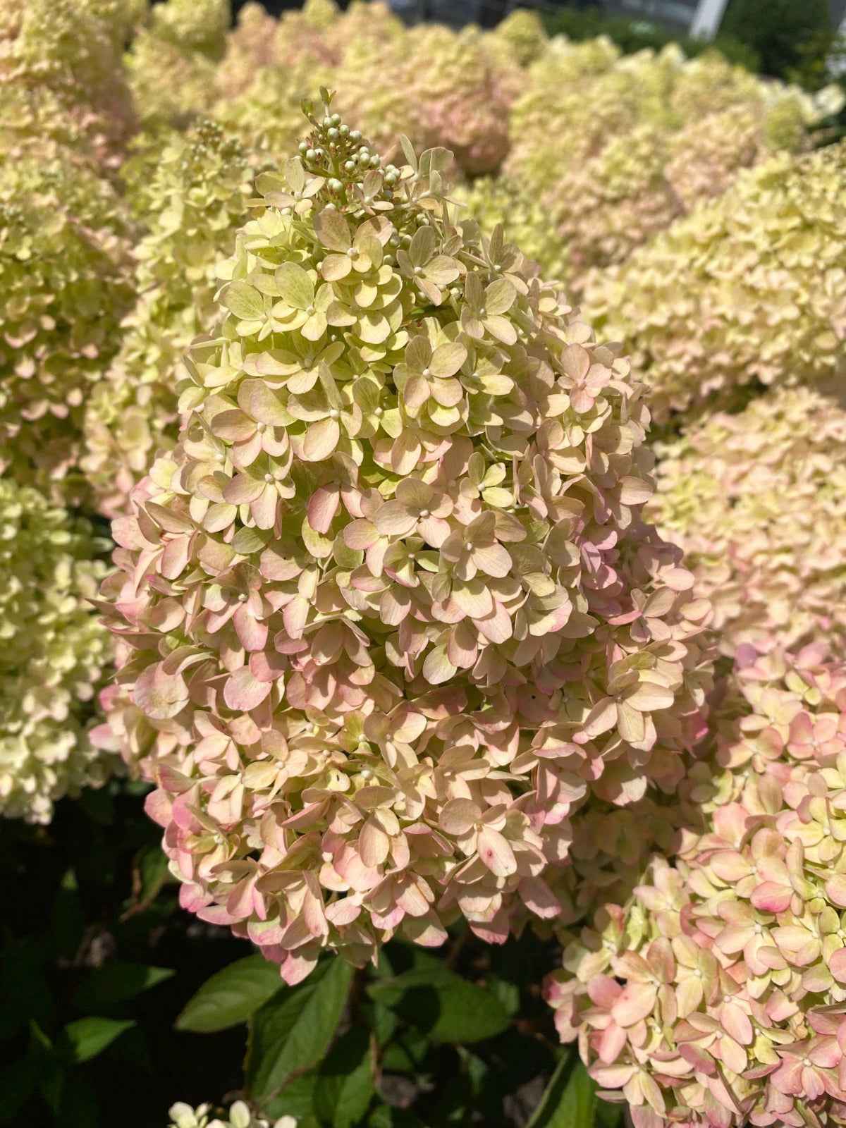 Hortenzia Bugás - Hydangea paniculata. "Petite Flori"