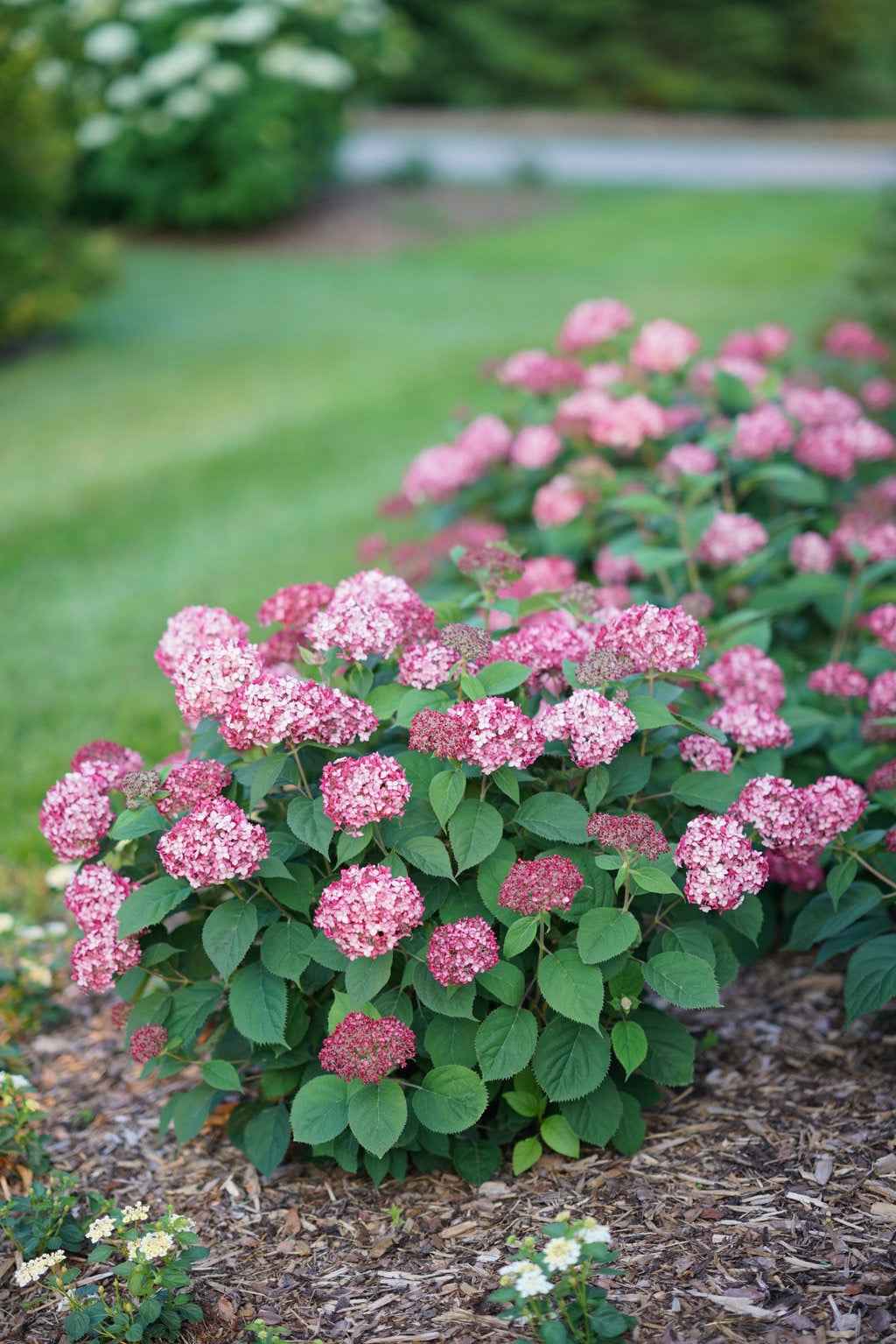 Hortenzia cserjés - Hydrangea arborescens "Ruby Annabelle"