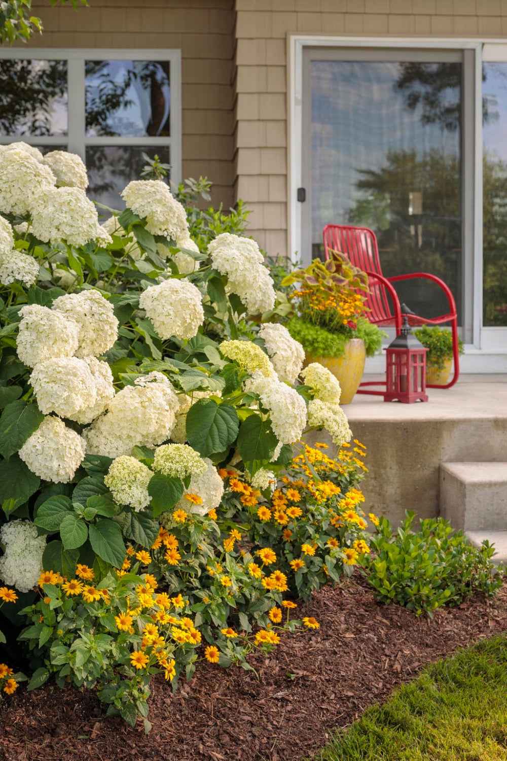 Hortenzia Cserjés - Hydrangea arborescens Incrediball (Strong Annabelle)