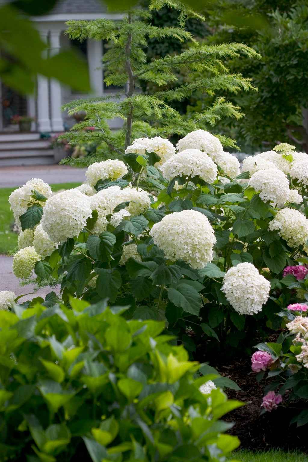 Hortenzia cserjés - Hydrangea arborescens "Annabelle"