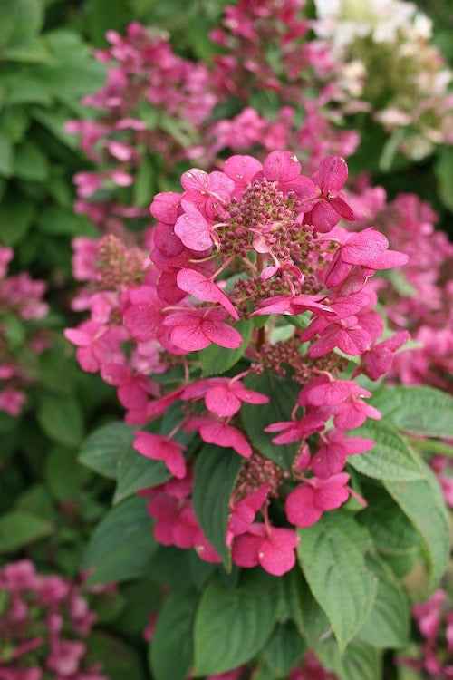 Hortenzia Bugás - Hydrangea paniculata "Magical Fire"