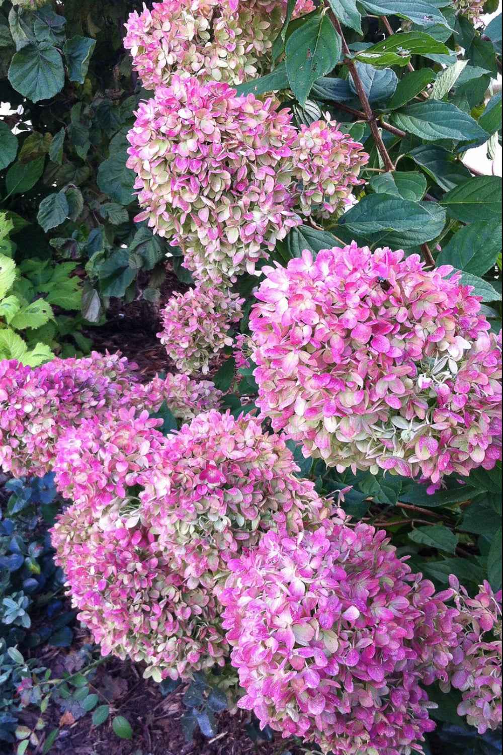 Hortenzia Bugás - Hydrangea paniculata 'Little Lime'