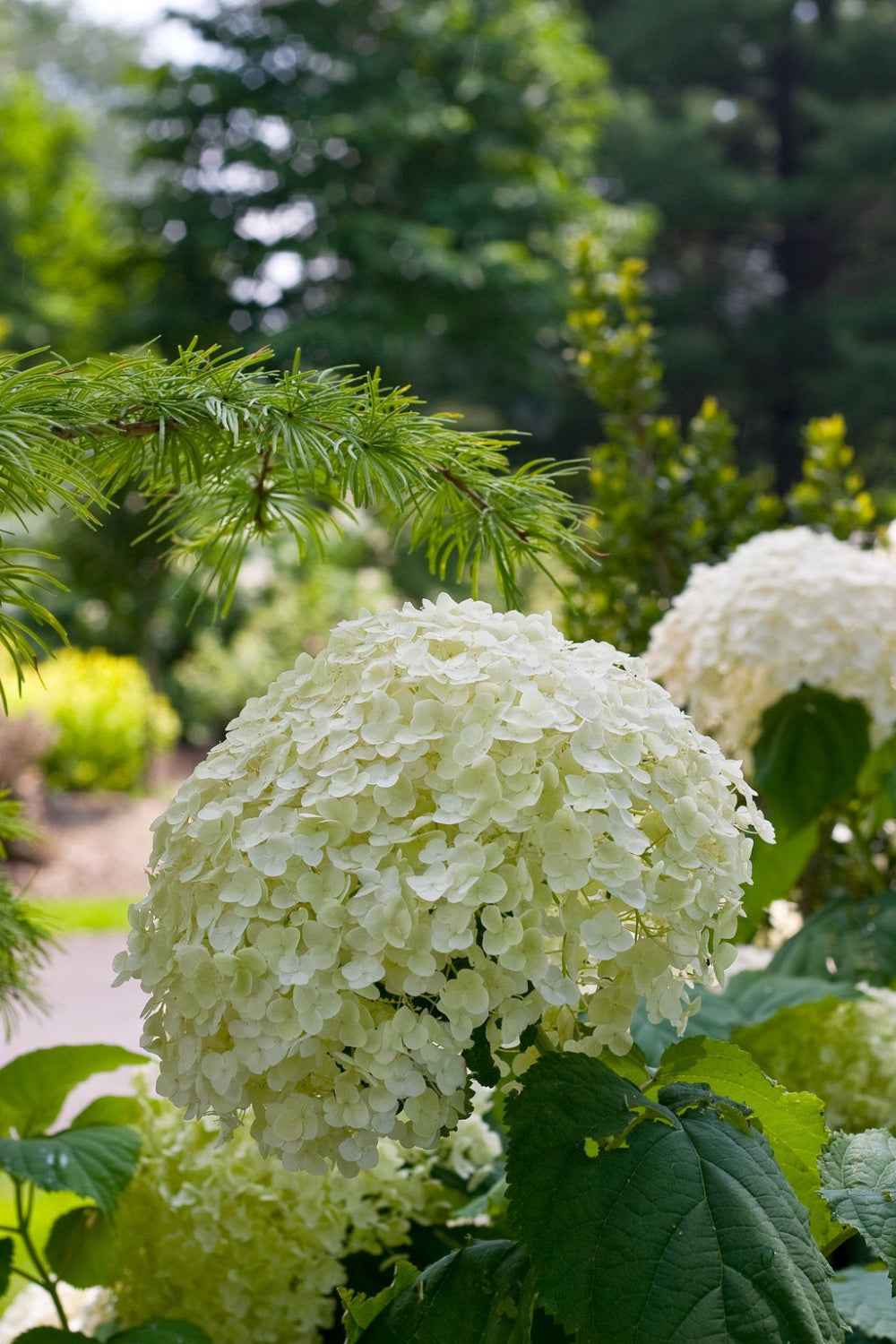 Hortenzia Cserjés - Hydrangea arborescens Incrediball (Strong Annabelle)