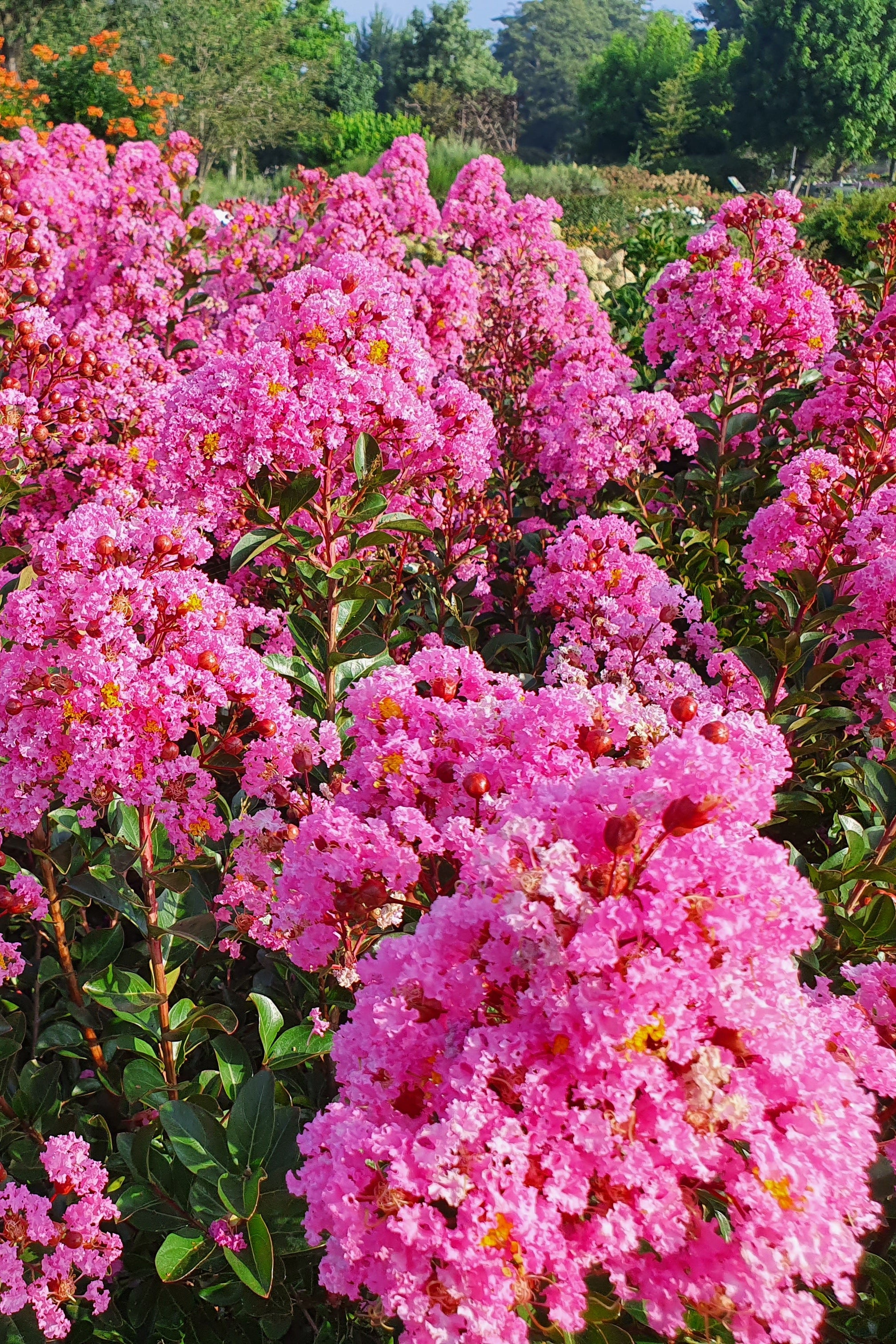 Kínai selyemmirtusz - Lagerstroemia 'Eveline'