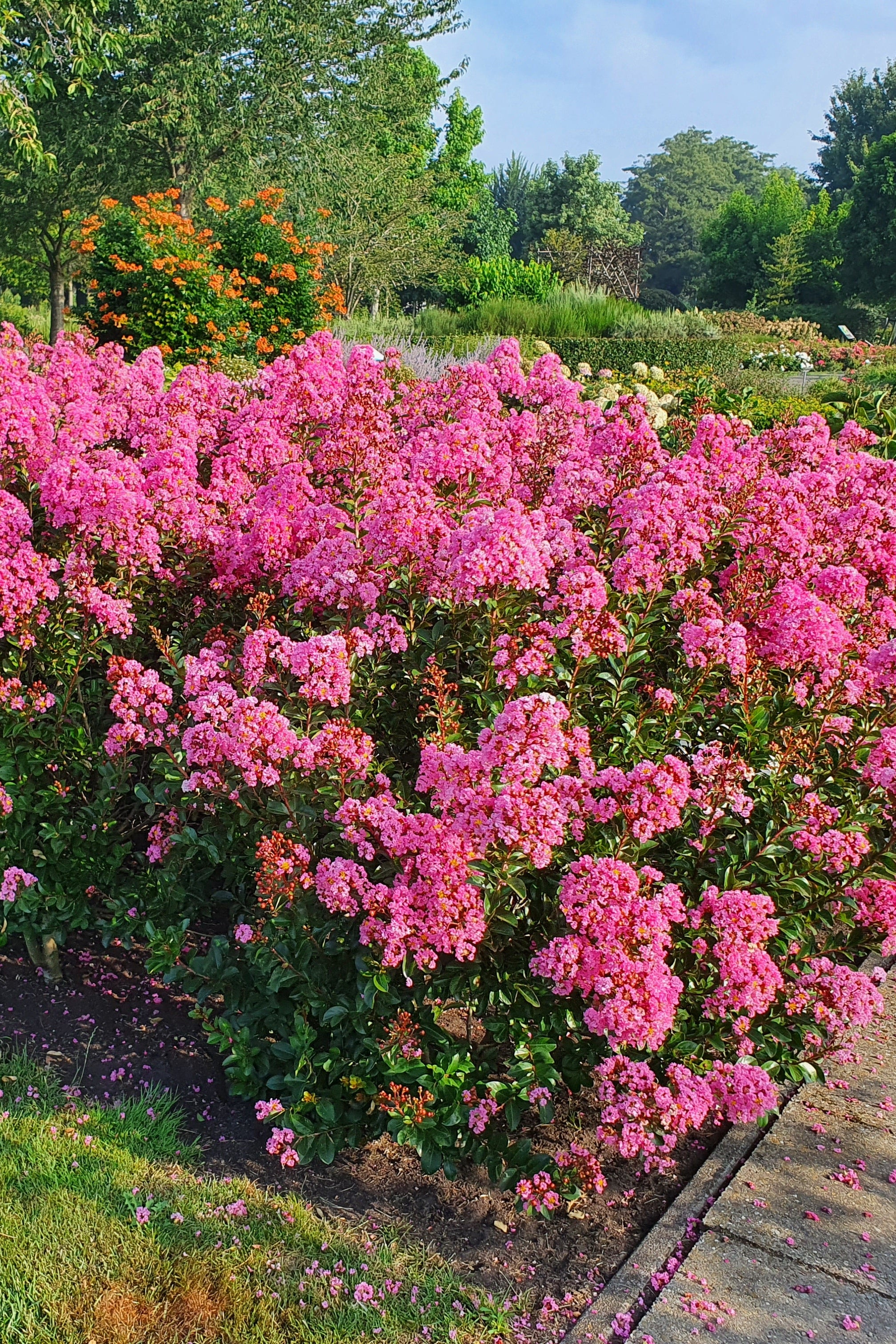 Kínai selyemmirtusz - Lagerstroemia 'Eveline'