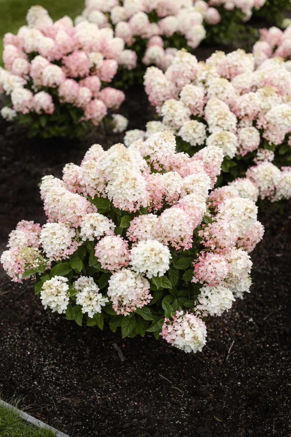 Hydrangea paniculata 'Living Little Rosy®'
