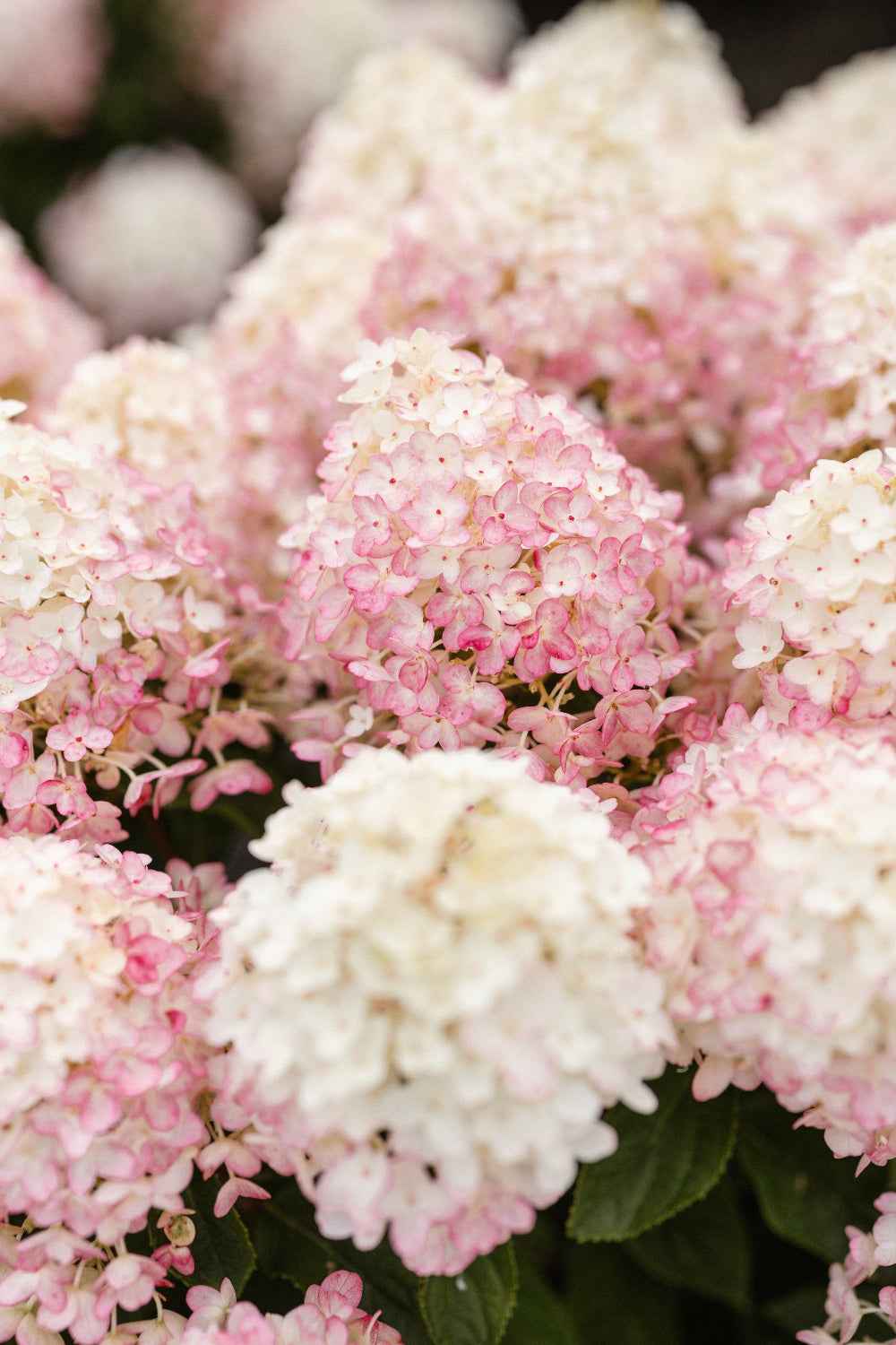 Hydrangea paniculata 'Living Little Rosy®'