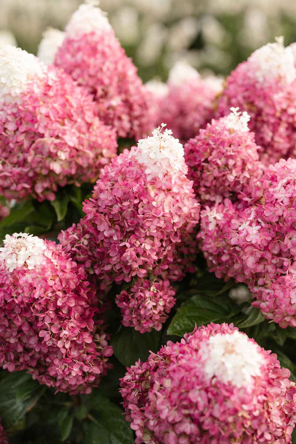Hydrangea paniculata 'Living Red Velvet®'