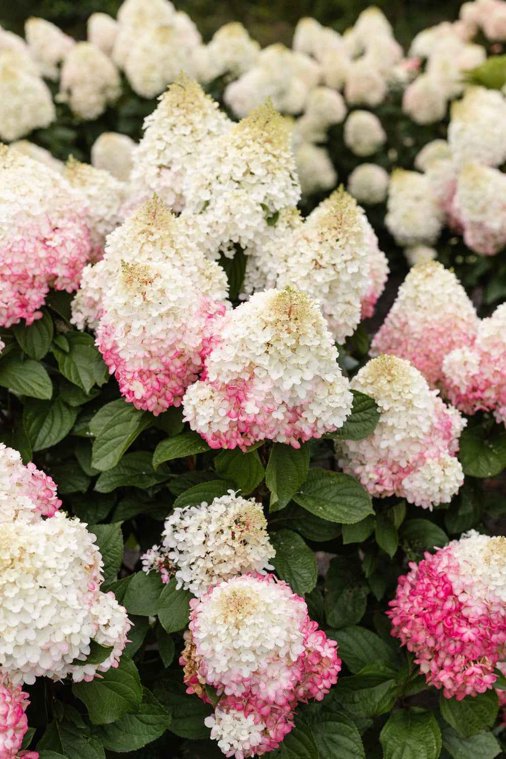 Hydrangea paniculata 'Living Red Velvet®'