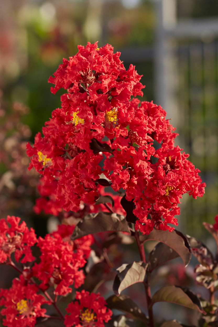 Kínai selyemmirtusz - Lagerstroemia indica 'Black Diamond Best Red'