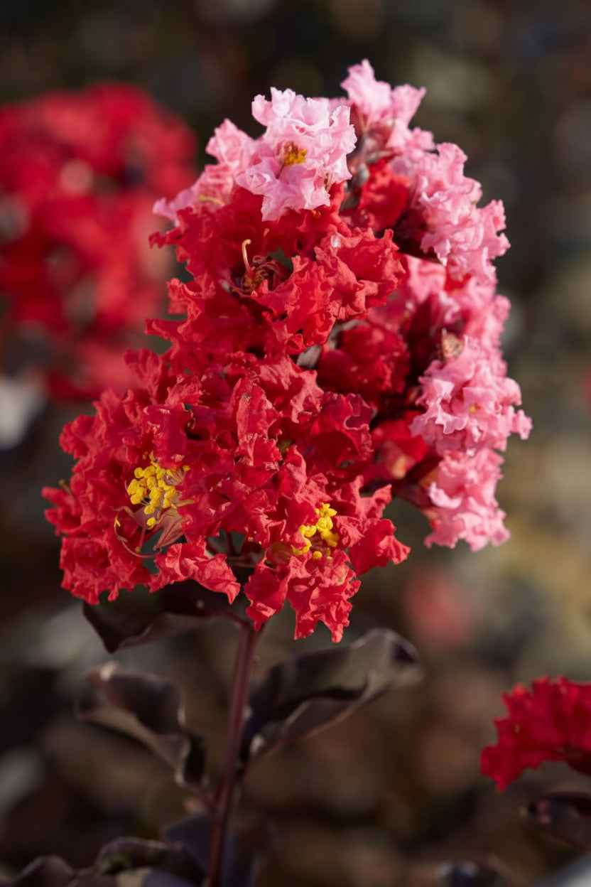Kínai selyemmirtusz - Lagerstroemia indica 'Black Diamond Best Red'