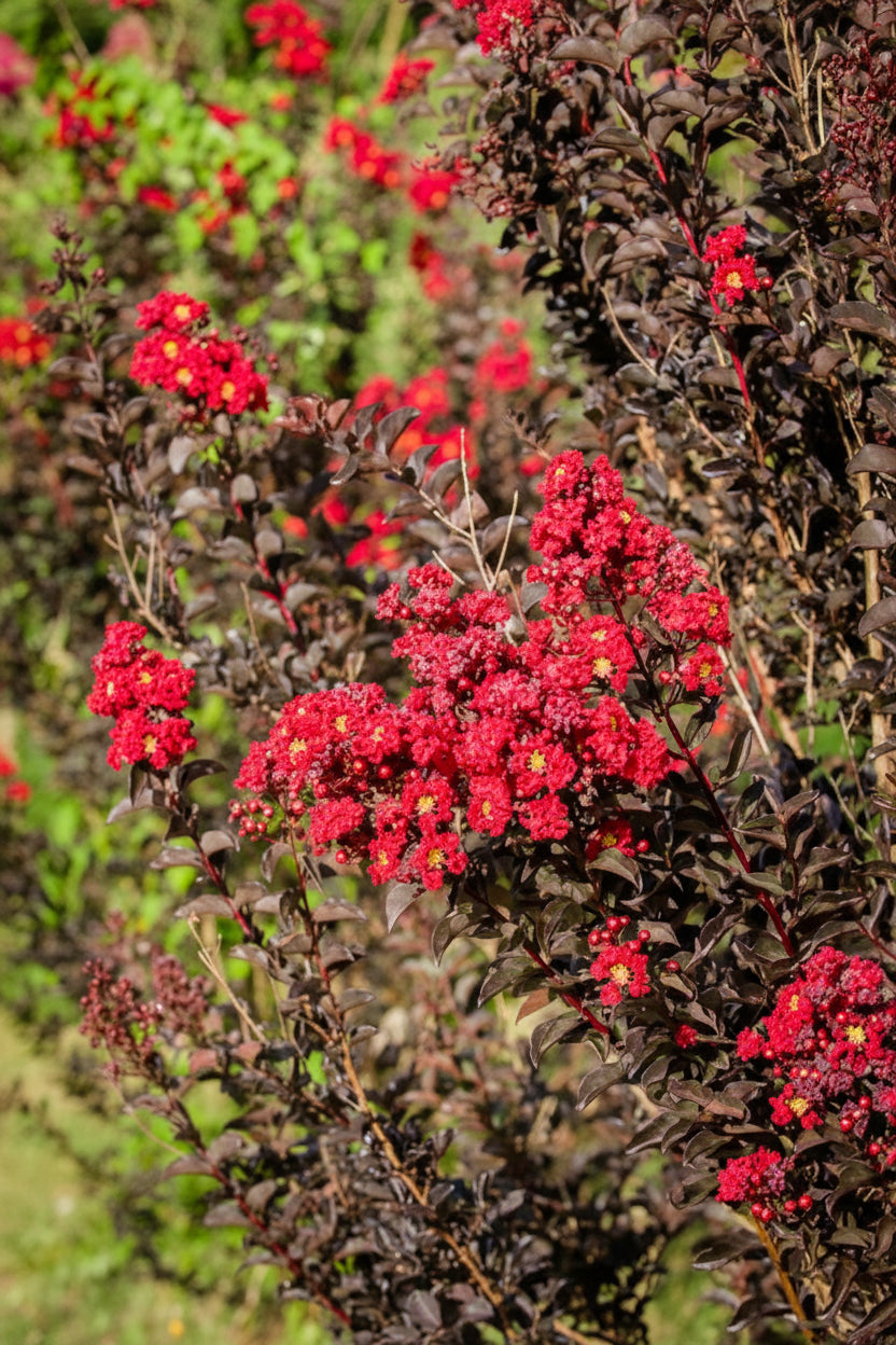 Kínai selyemmirtusz - Lagerstroemia indica 'Black Diamond Best Red'